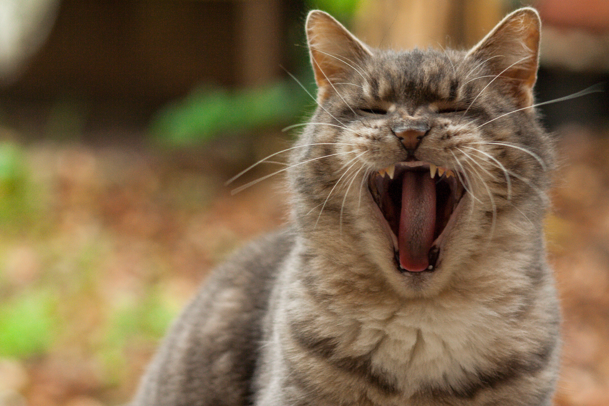 Canon EOS 1000D (EOS Digital Rebel XS / EOS Kiss F) + Canon EF 85mm F1.8 USM sample photo. Hear me roar photography
