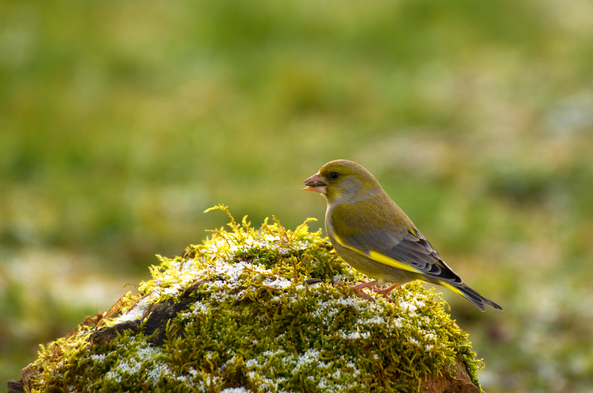 Nikon D5200 + 70.00 - 300.00 mm f/4.0 - 5.6 sample photo. Ptáček photography