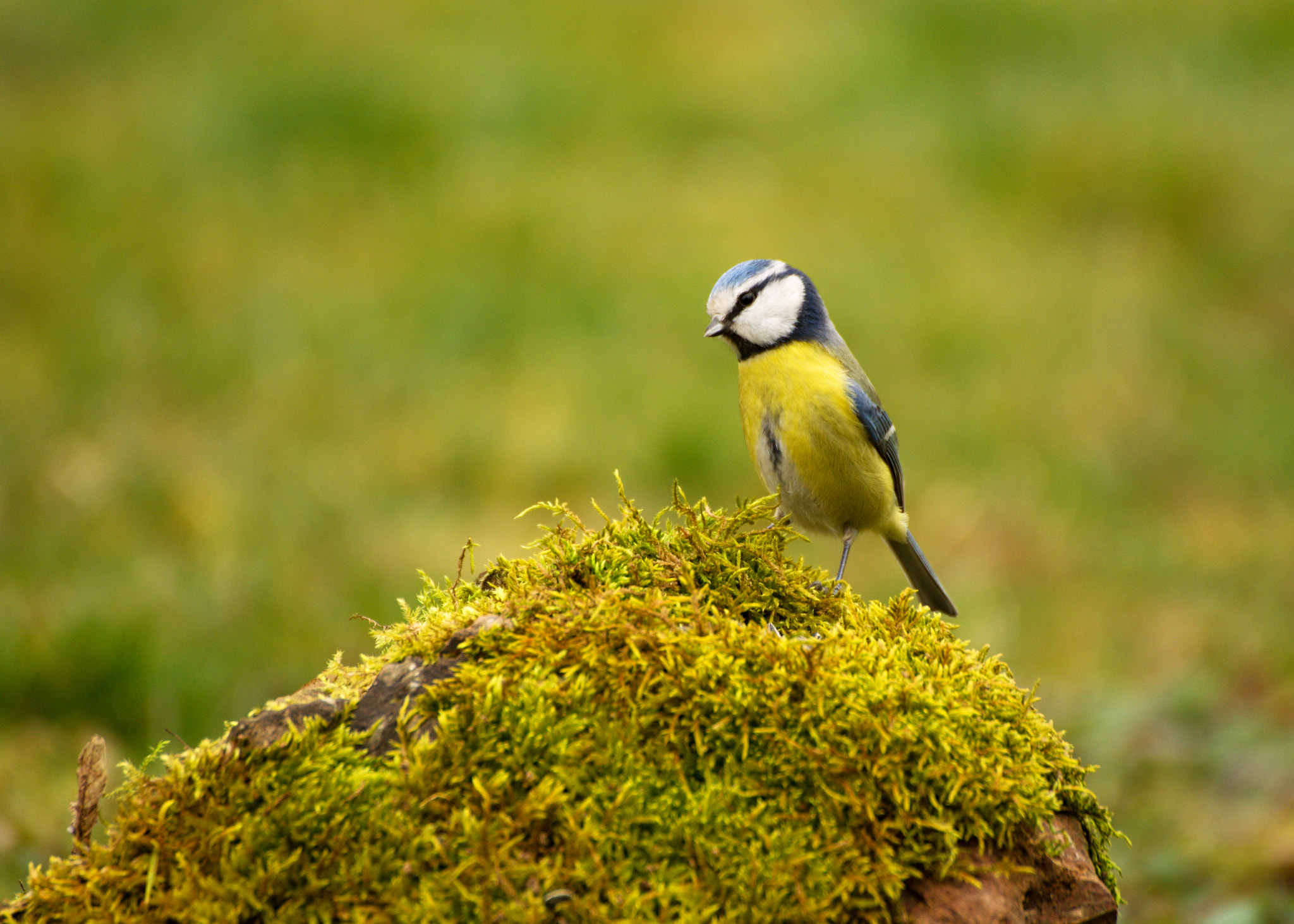 70.00 - 300.00 mm f/4.0 - 5.6 sample photo. Sýkora modřinka photography