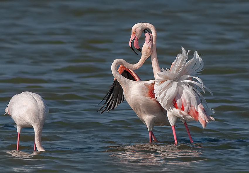 Nikon D300S + Nikon AF-S Nikkor 500mm F4G ED VR sample photo. "wait, not in front of the children"....  flamingo photography