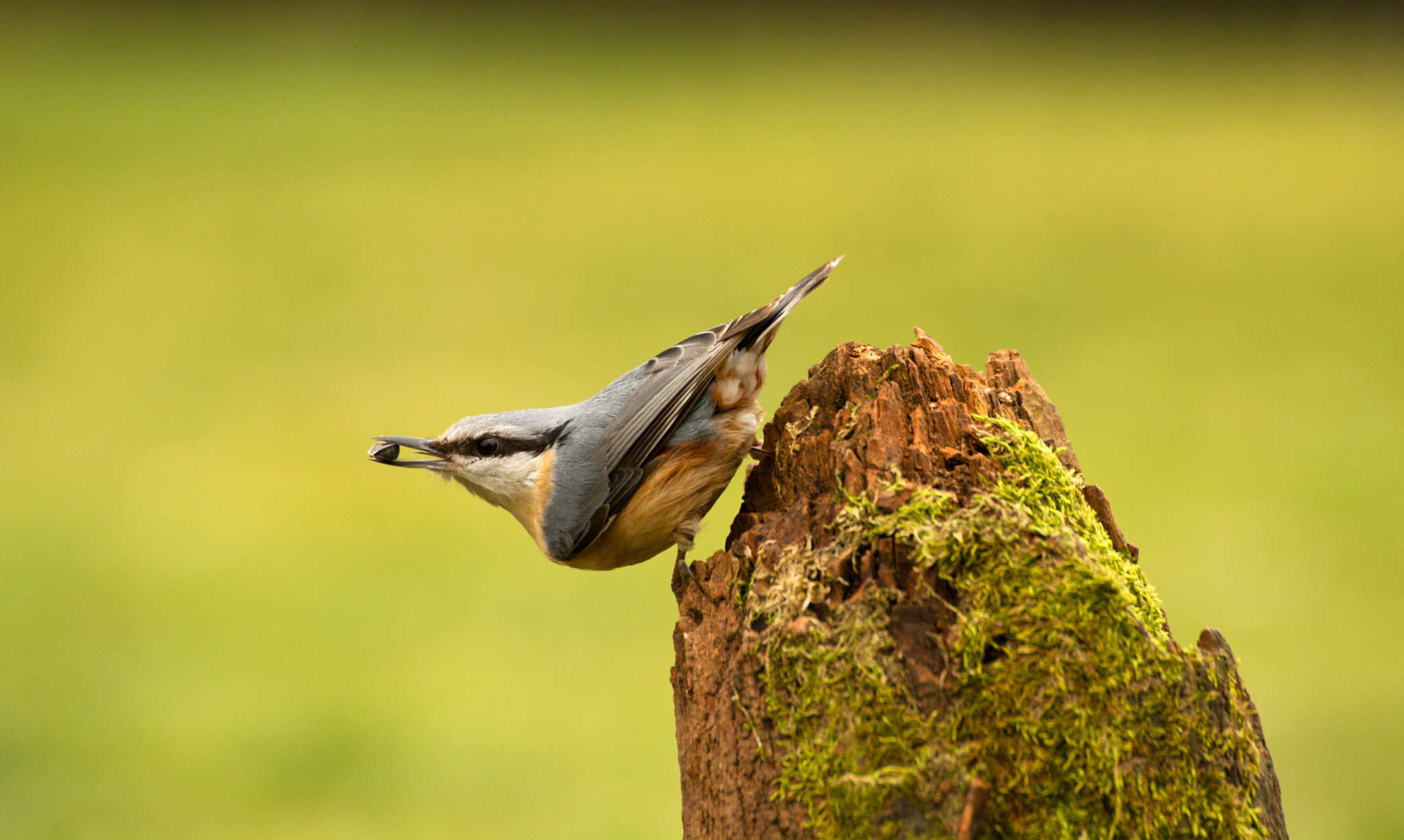 Nikon D5200 + 70.00 - 300.00 mm f/4.0 - 5.6 sample photo. Brhlík lesní photography