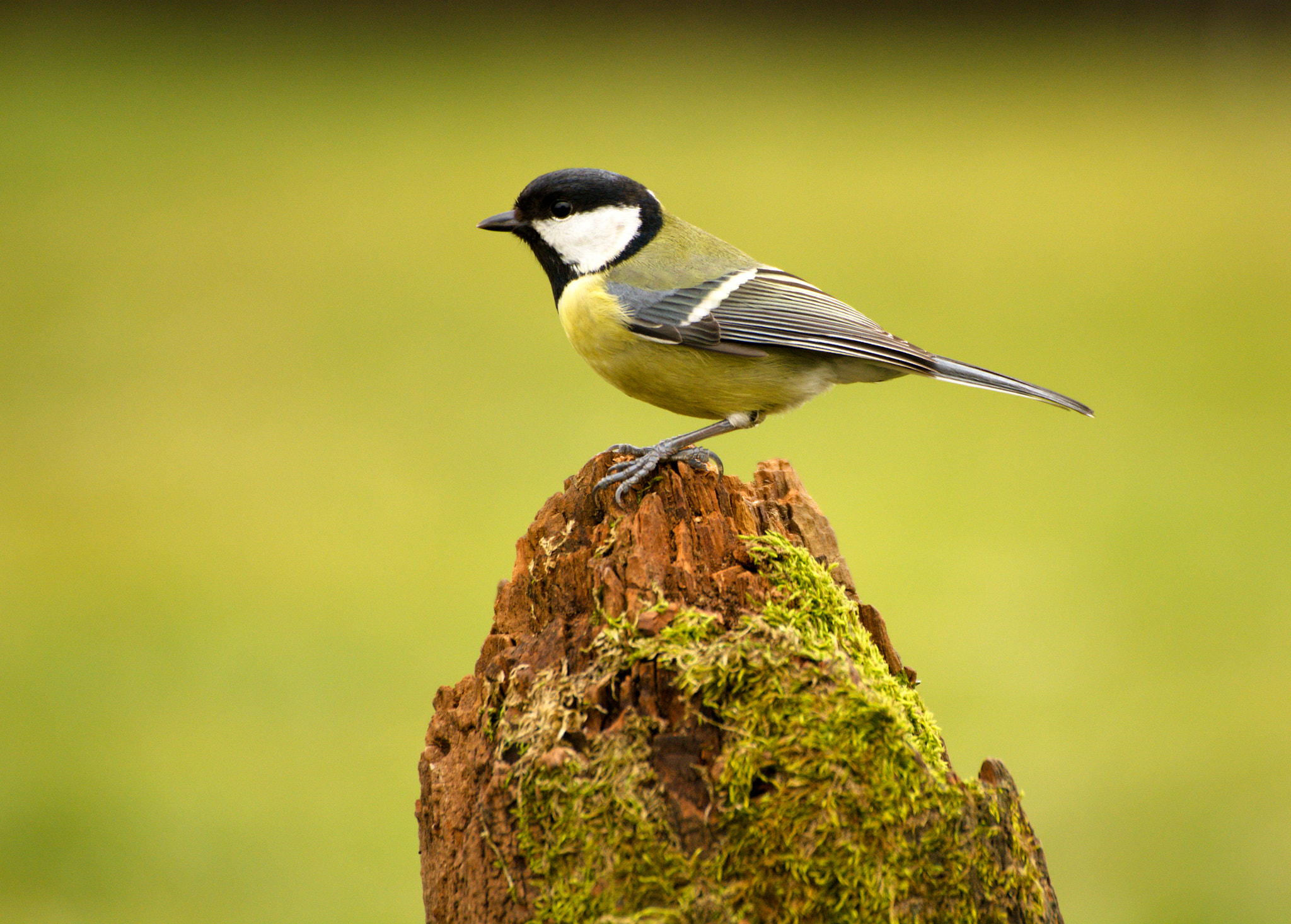 Nikon D5200 + 70.00 - 300.00 mm f/4.0 - 5.6 sample photo. Sýkora koňadra photography