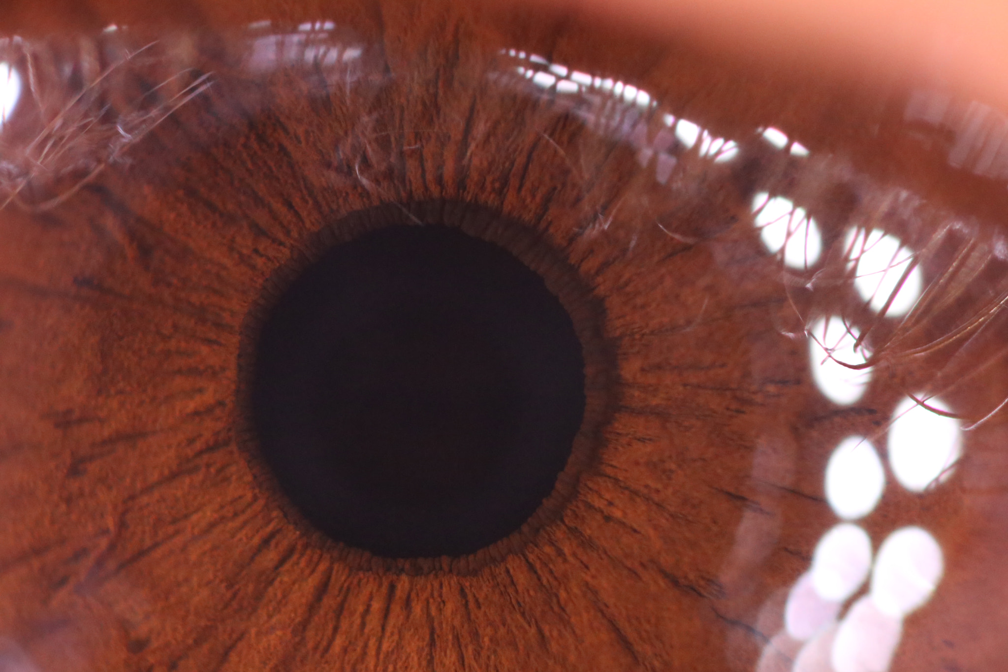 Canon MP-E 65mm F2.5 1-5x Macro Photo sample photo. Brown eye photography