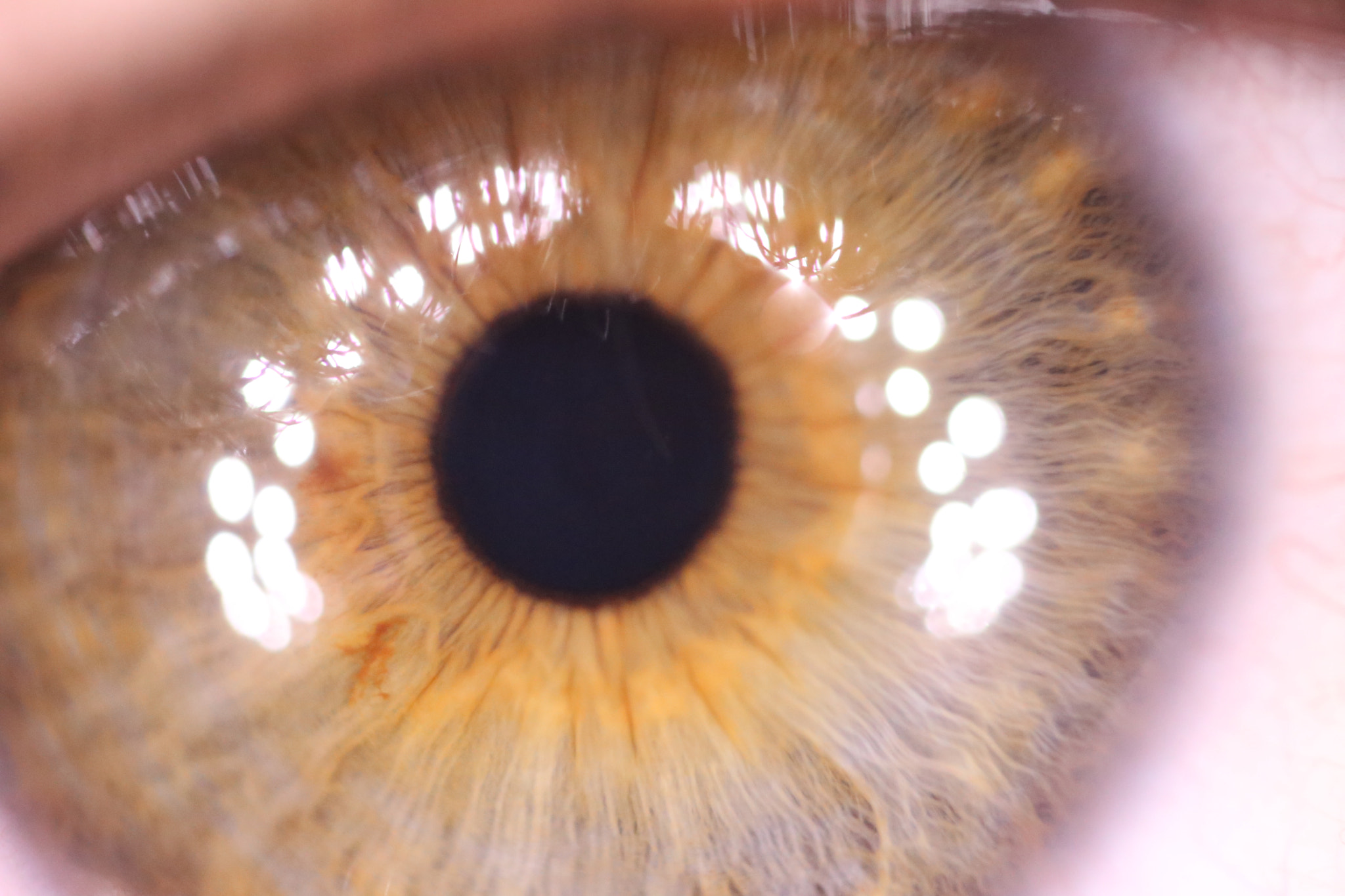 Canon MP-E 65mm F2.5 1-5x Macro Photo sample photo. Green eye photography