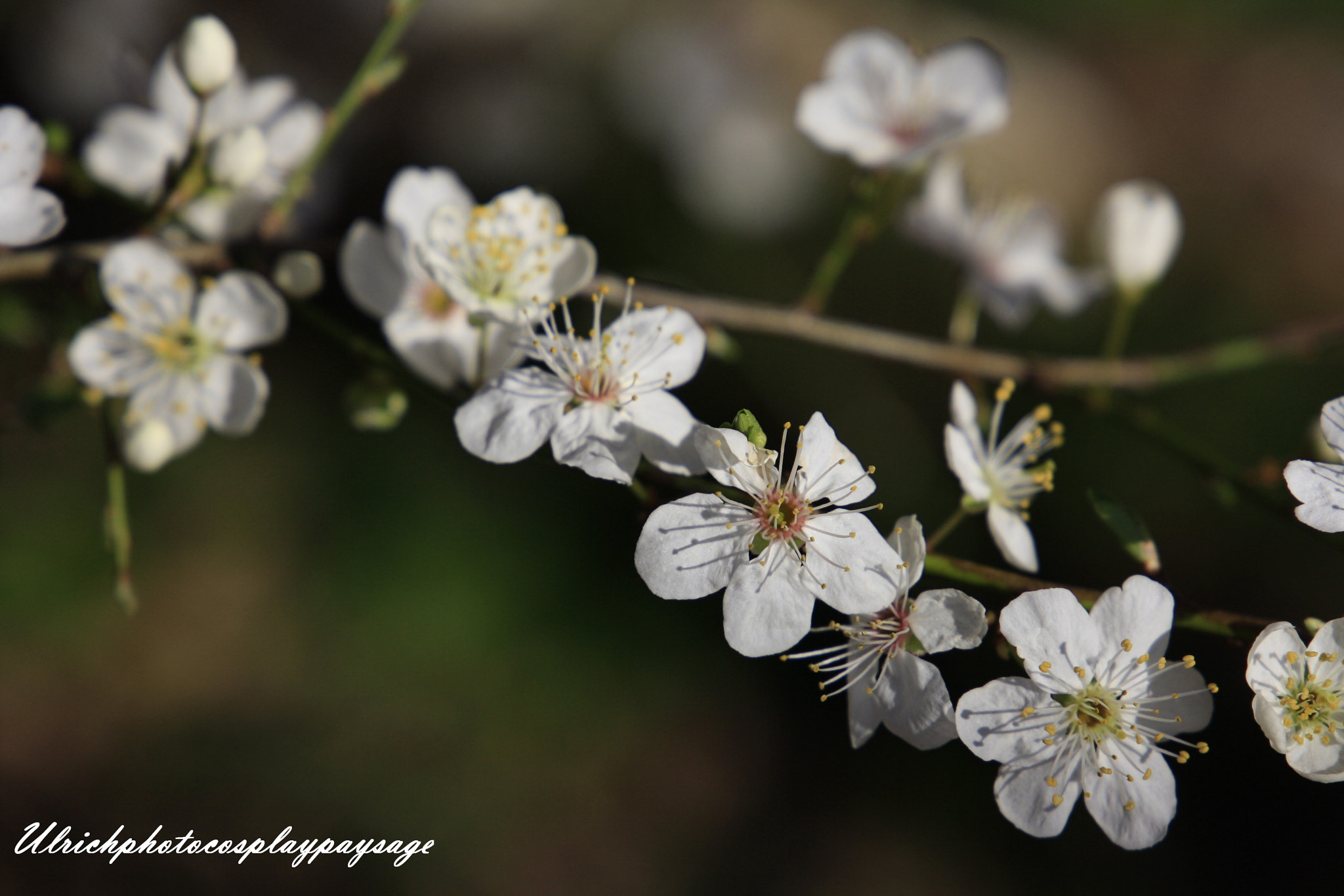 Canon EF 24-105mm F3.5-5.6 IS STM sample photo. Petite fleur photography