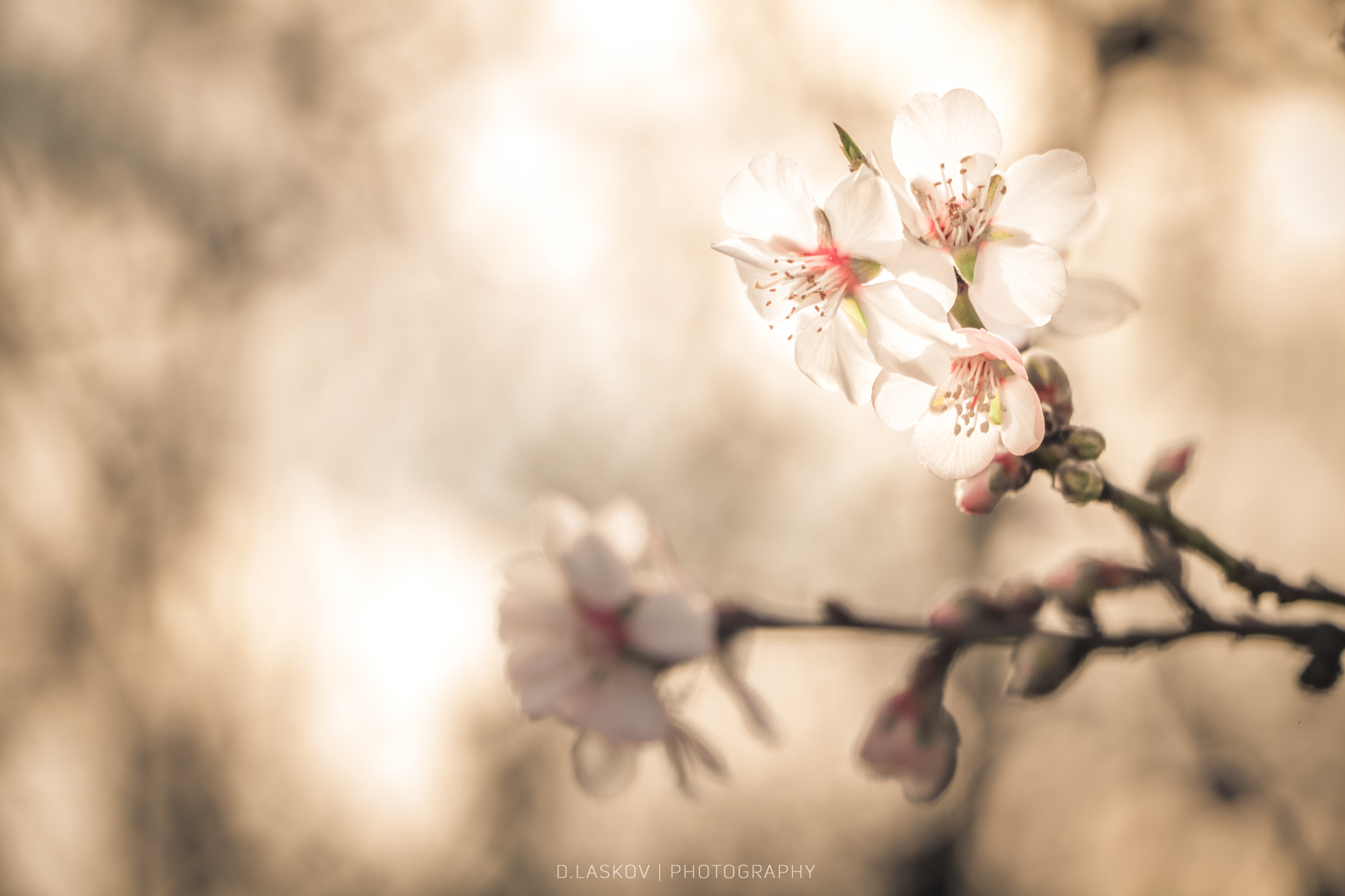 Canon EF-S 18-135mm F3.5-5.6 IS STM sample photo. Spring flowers on a tree photography