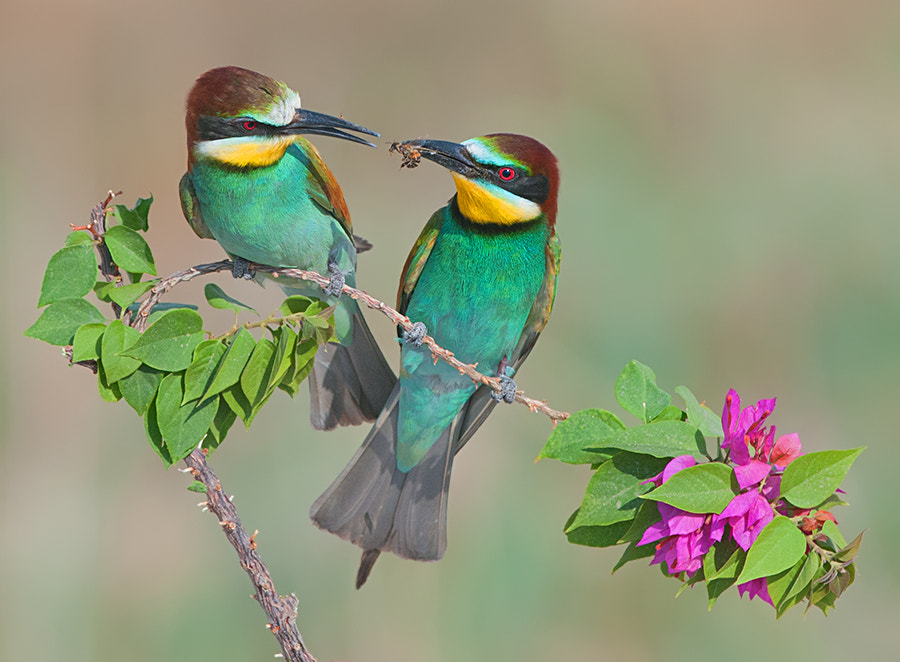 Nikon D300S + Nikon AF-S Nikkor 300mm F4D ED-IF sample photo. What is love ... bee-eater. photography