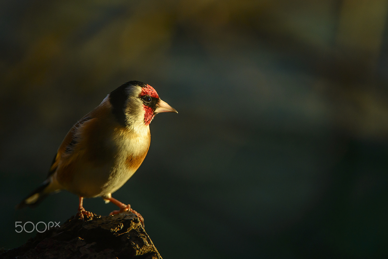 Nikon AF-S Nikkor 200-400mm F4G ED-IF VR sample photo. European goldfinch photography