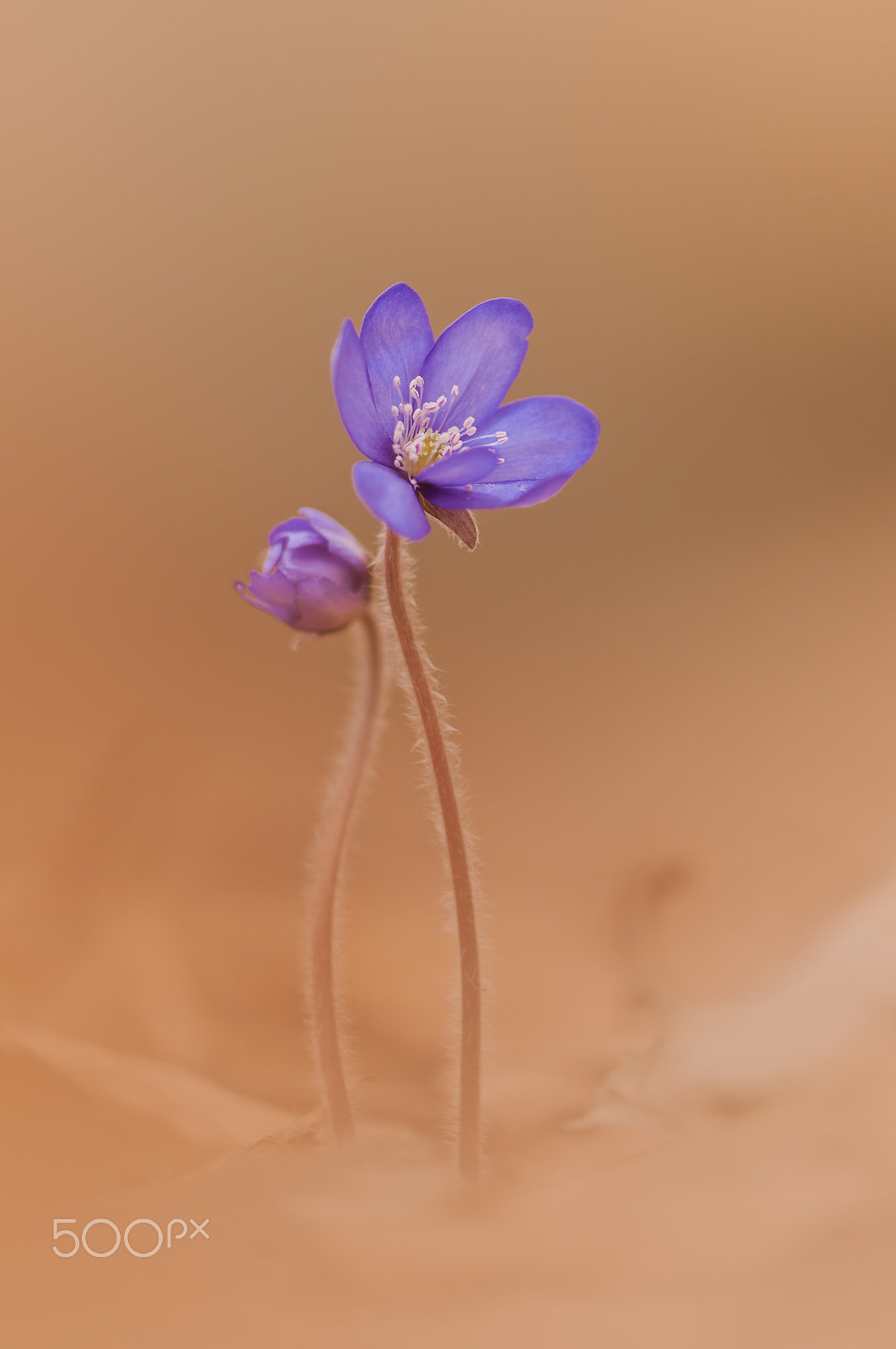 Sigma 150mm F2.8 EX DG Macro HSM sample photo. Anemone hepatica(leberblümchen) photography