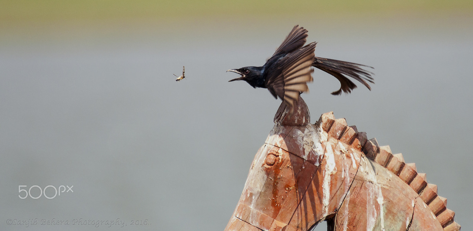 Nikon AF-S Nikkor 200-500mm F5.6E ED VR sample photo. Just before the catch... photography