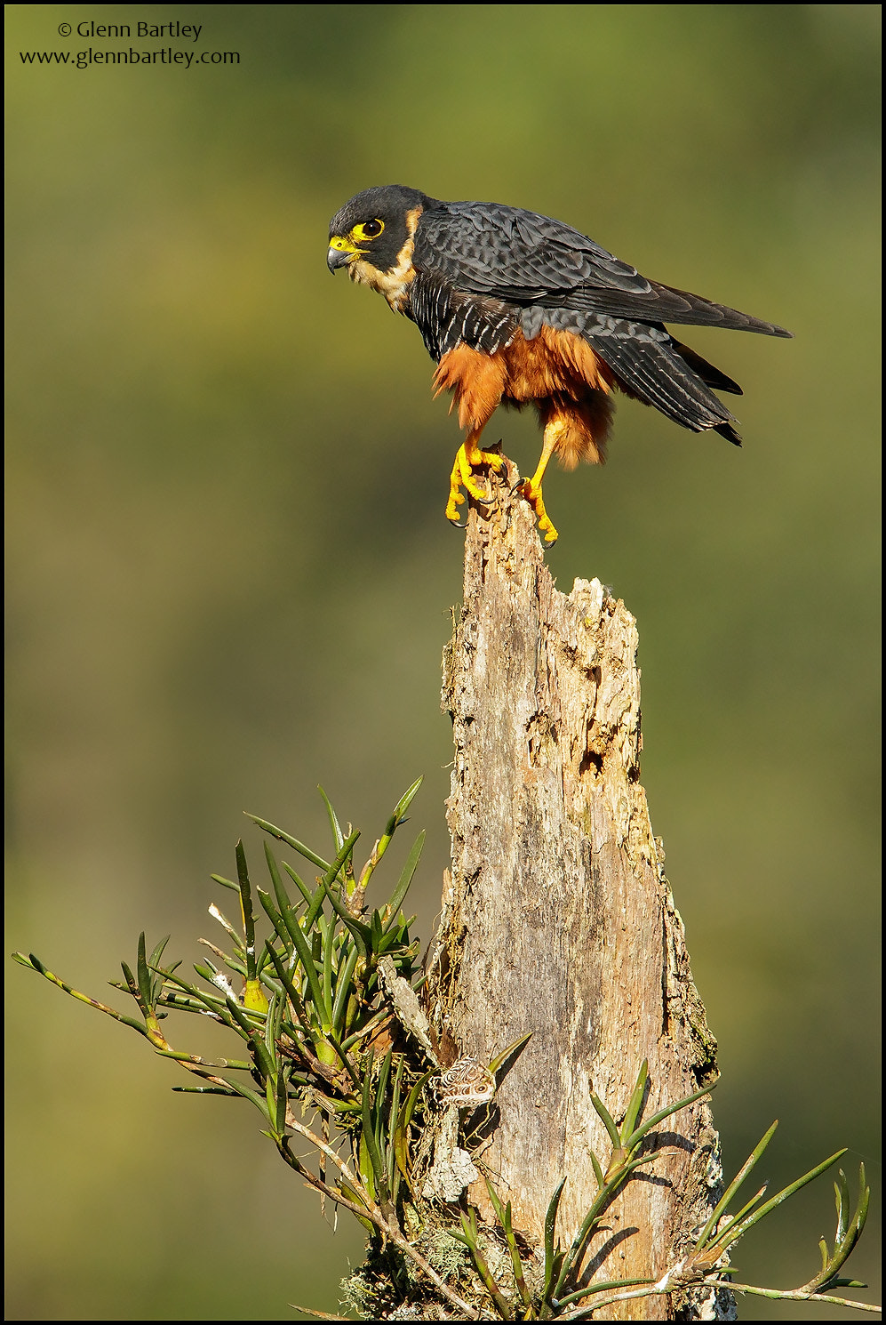 Canon EF 600mm F4L IS II USM sample photo. Bat falcon (falco rufigularis) photography