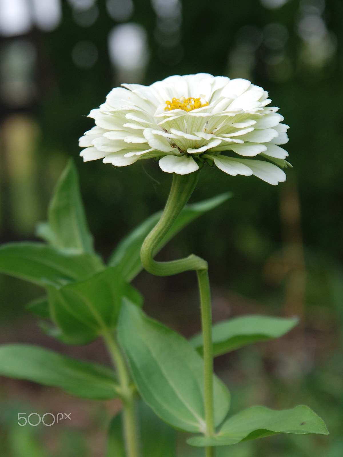 Sigma 17-70mm F2.8-4.5 DC Macro Asp. IF sample photo. Csc_0084.jpg photography