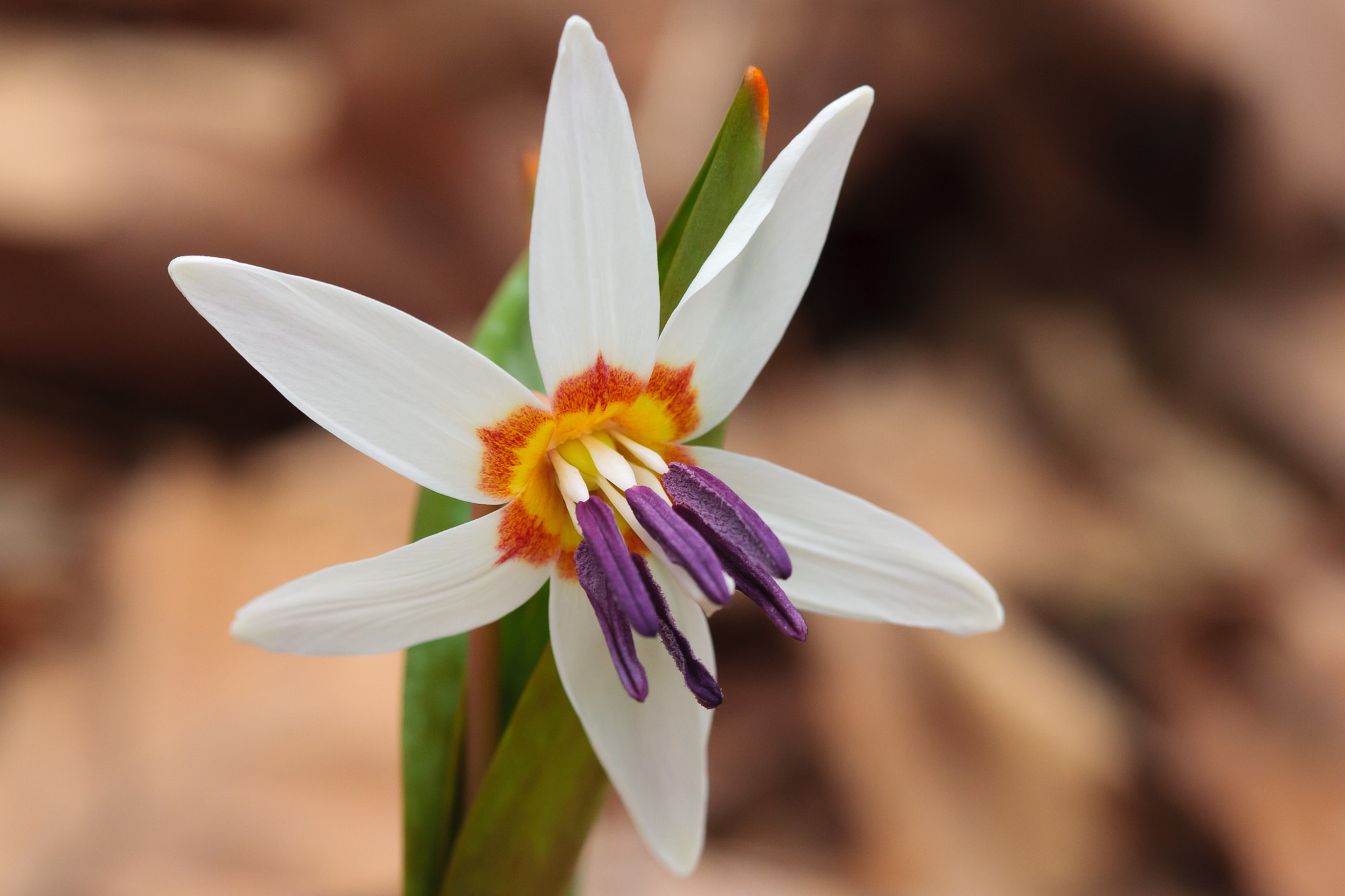 Canon EOS-1D Mark III sample photo. Flower photography
