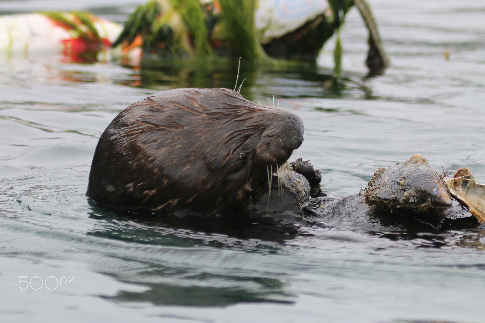 Canon EF 100-400mm F4.5-5.6L IS USM sample photo. Moss landing sea otters photography