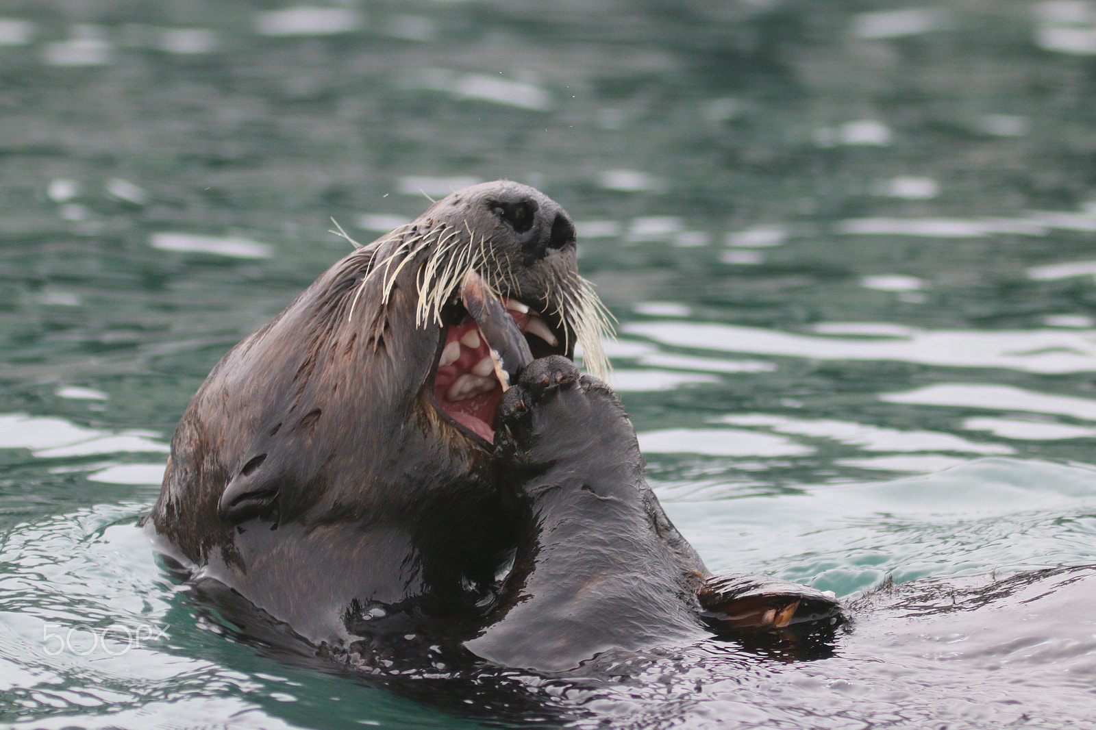 Canon EF 100-400mm F4.5-5.6L IS USM sample photo. Moss landing sea otters photography