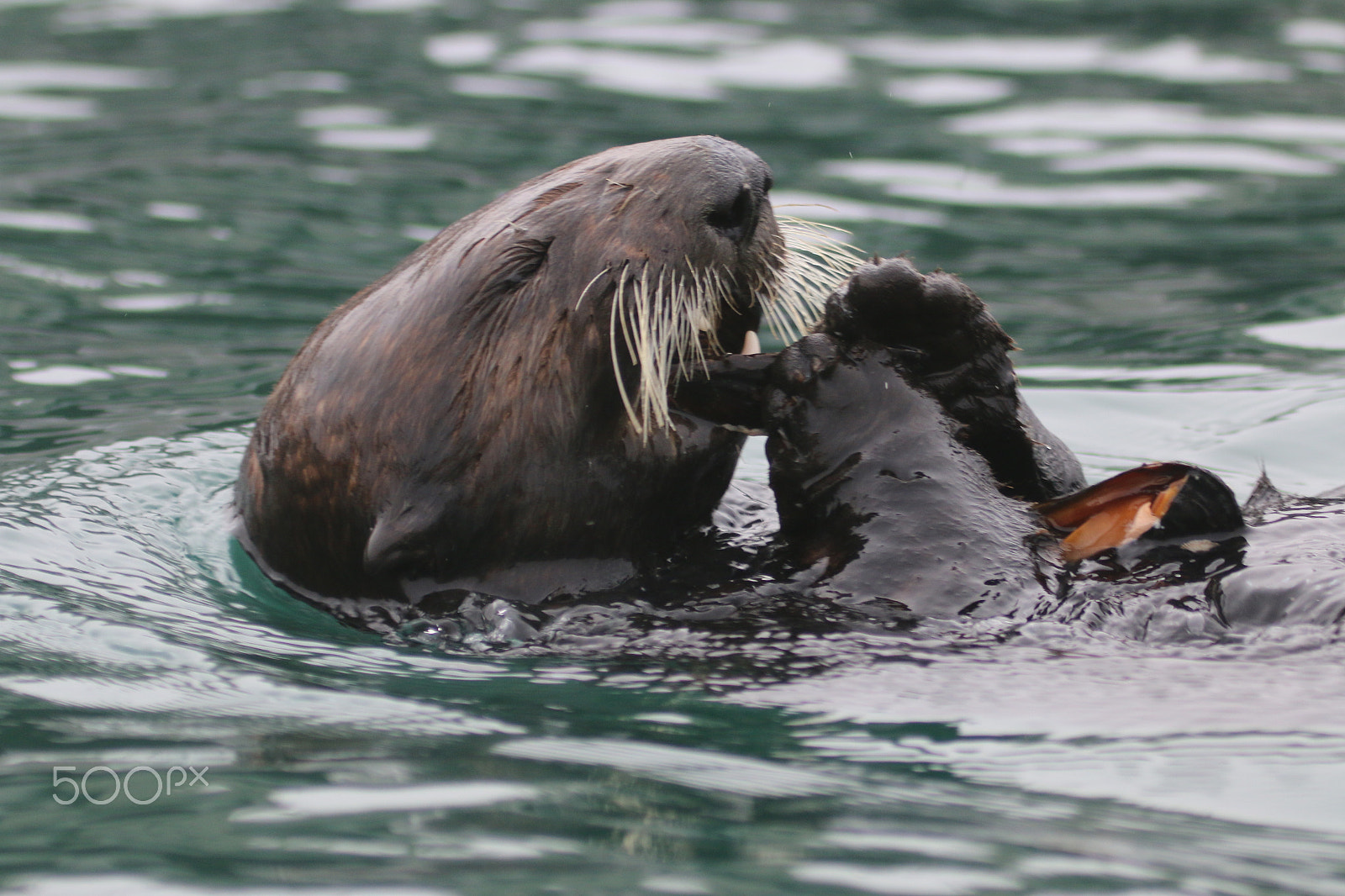 Canon EF 100-400mm F4.5-5.6L IS USM sample photo. Moss landing sea otters photography