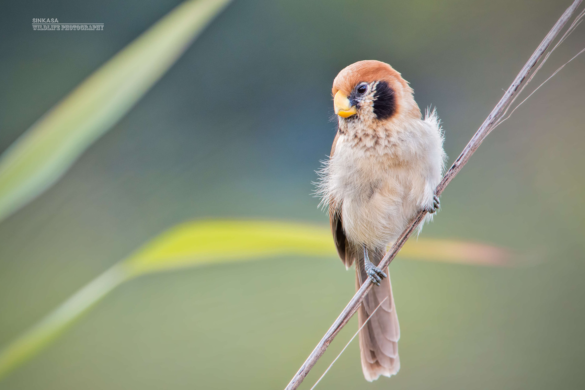 Nikon D800E + Nikon AF-S Nikkor 400mm F2.8G ED VR II sample photo. Spot breasted parrotbill photography