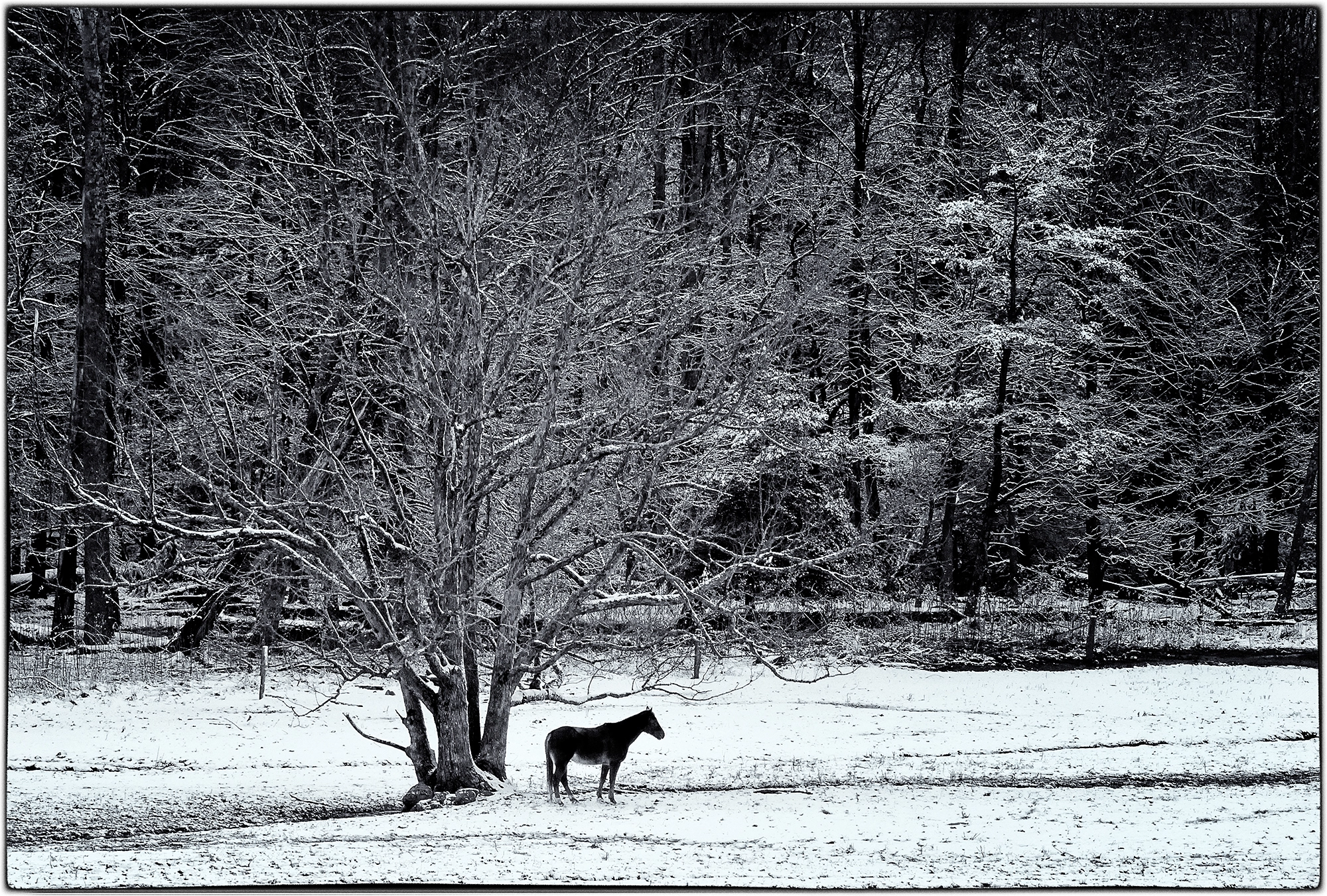 Nikon D2Xs sample photo. Cades cove in the winter photography