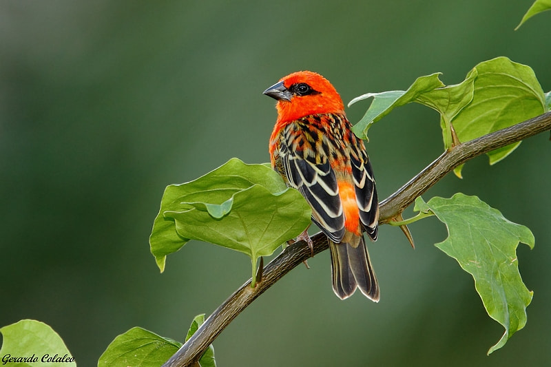 Canon EF 300mm F2.8L IS USM sample photo. Madagascar foody - islas seychelles photography