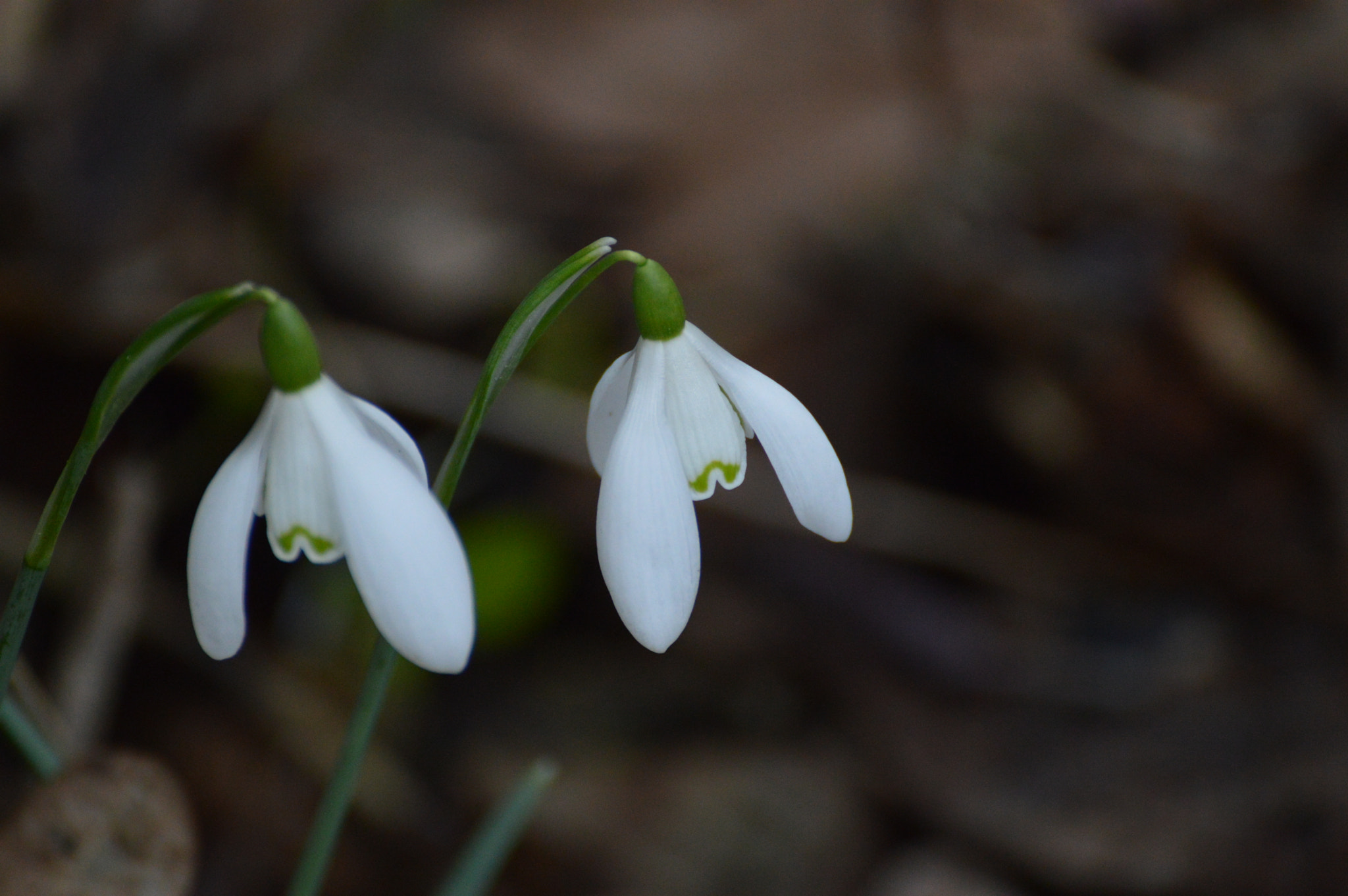Nikon D3200 + Sigma 70-300mm F4-5.6 DG OS sample photo. Snowdrop photography