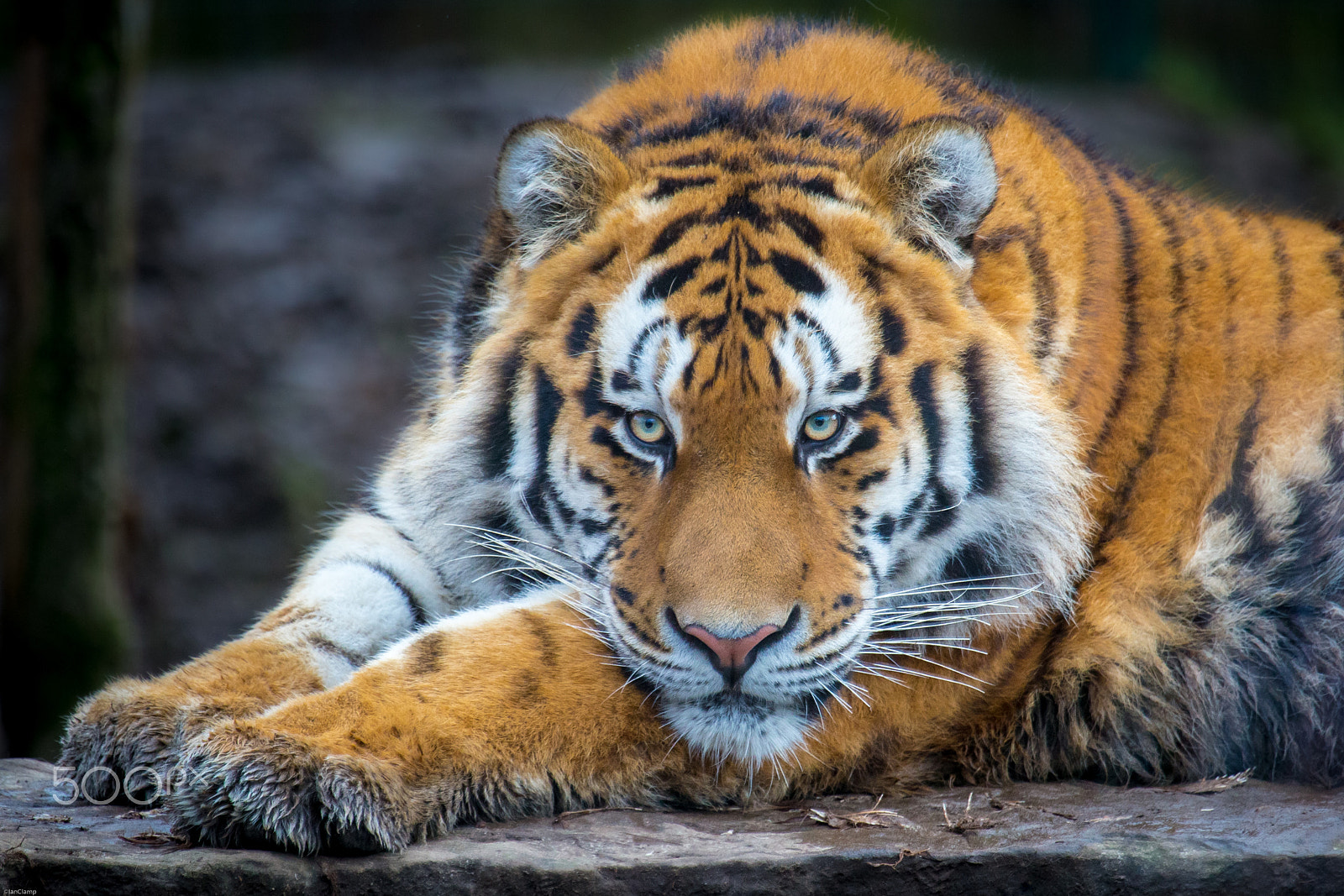 Canon EF 100-400mm F4.5-5.6L IS USM sample photo. Amur tiger photography