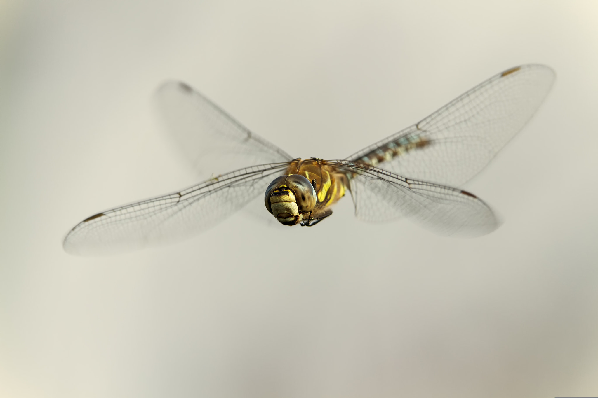 Canon EF 300mm F2.8L IS II USM sample photo. Herbst photography