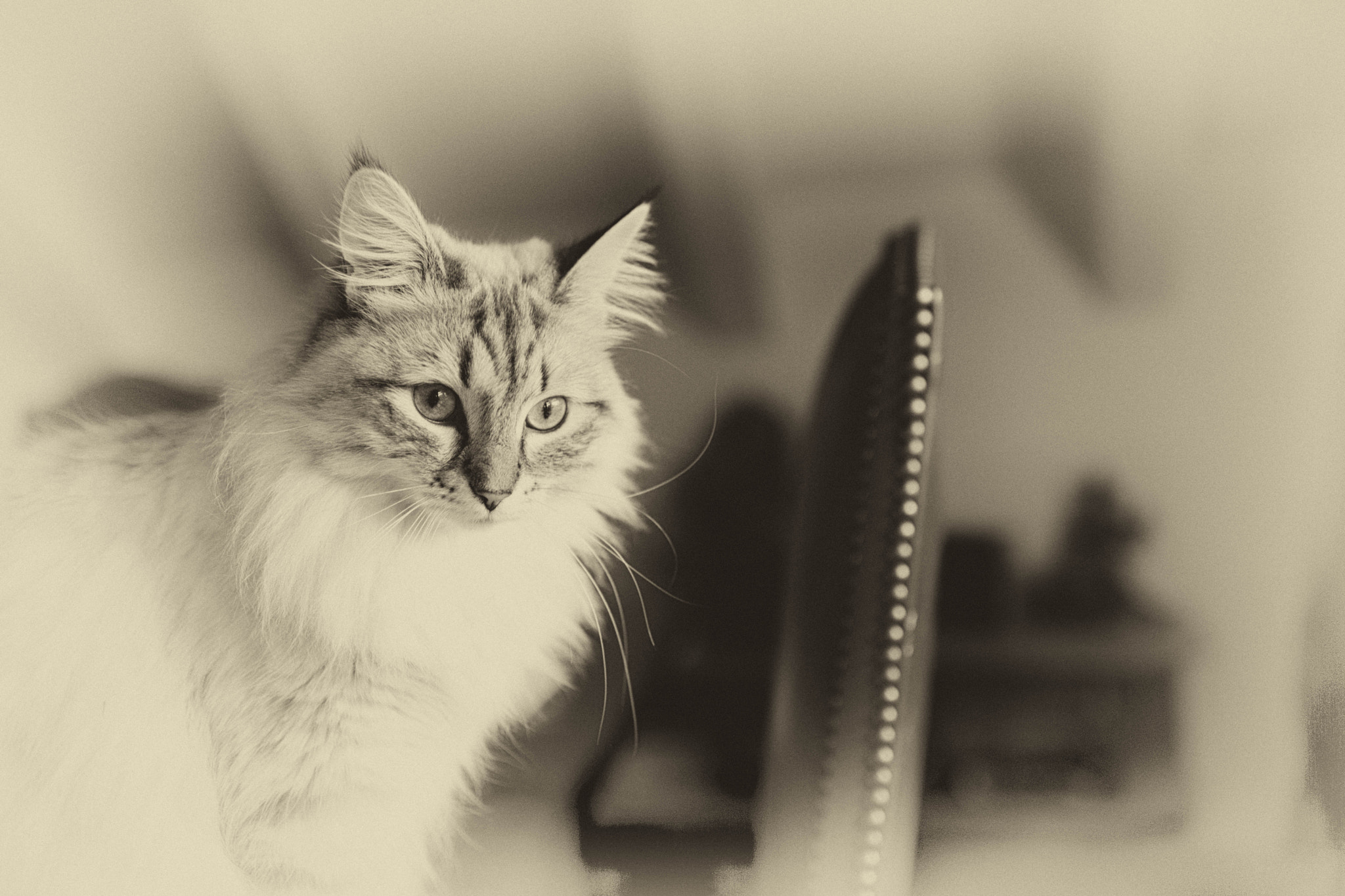 Nikon D3X + Nikon AF-S Nikkor 35mm F1.4G sample photo. Old fashioned princess cassiopeia photography