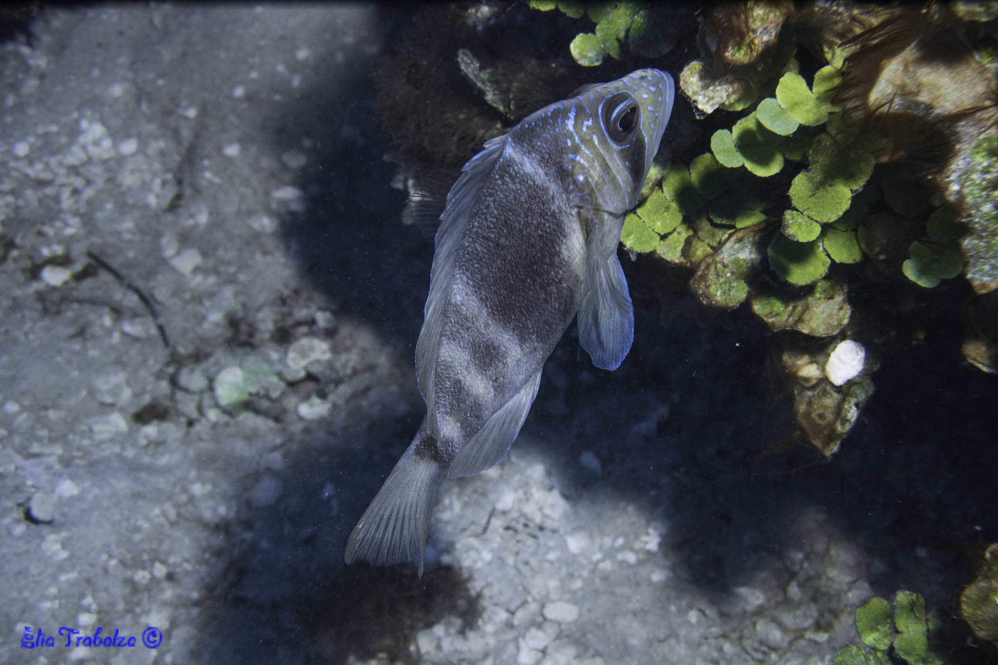 Nikon 1 J4 sample photo. Pesce photography