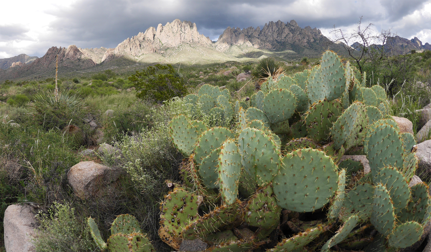 Panasonic Lumix DMC-GX7 + LUMIX G FISHEYE 8/F3.5 sample photo. Desert cacti photography