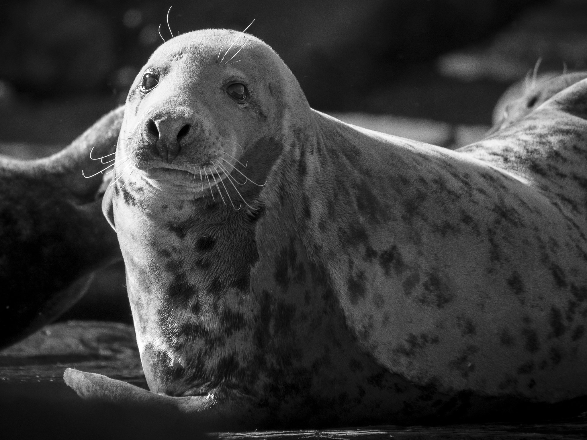 Olympus OM-D E-M5 sample photo. Seal photography
