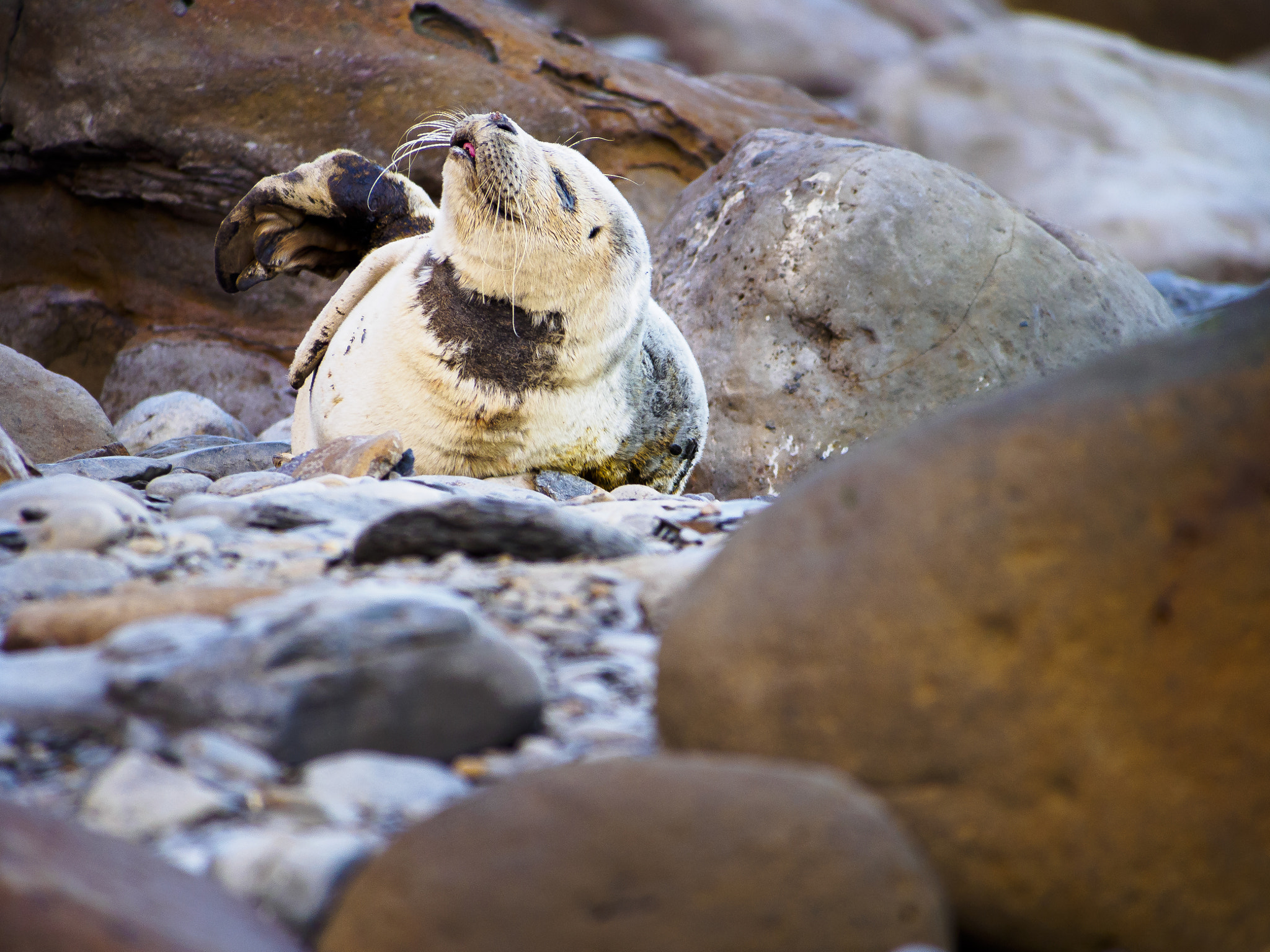 Olympus OM-D E-M5 sample photo. Seal photography