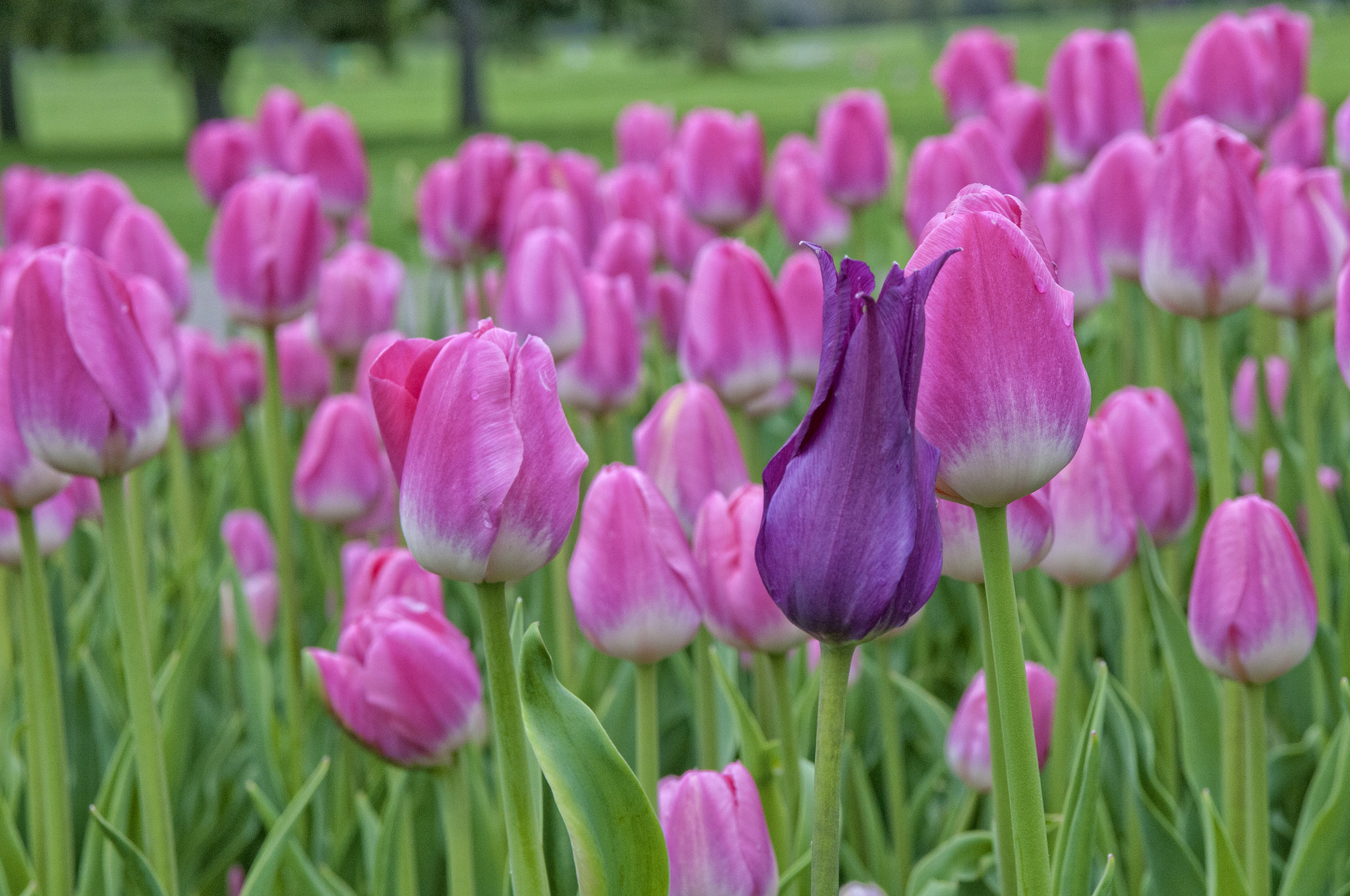 Sigma 17-70mm F2.8-4 DC Macro OS HSM sample photo. Pink and purple tulips photography
