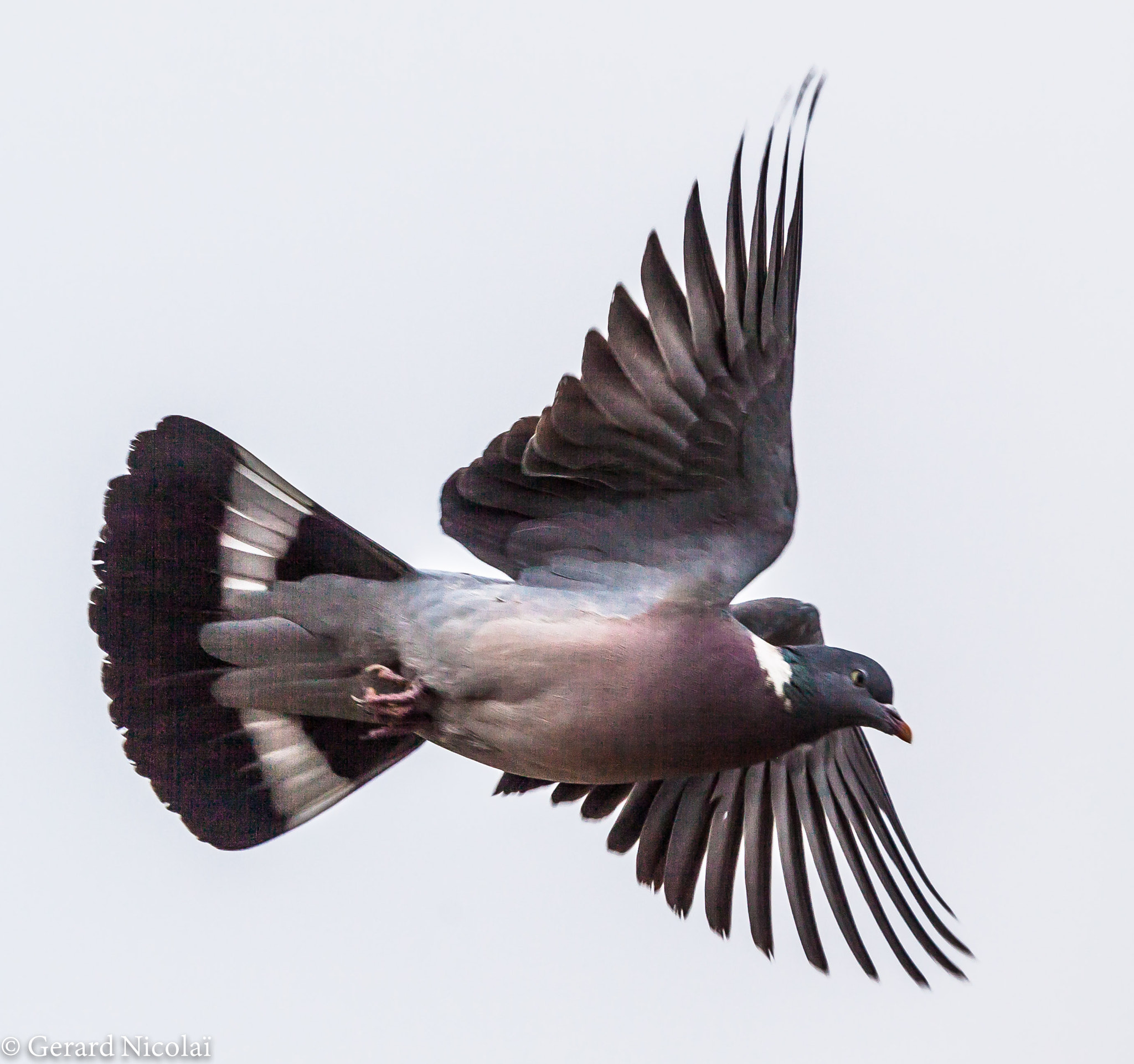 Canon EF 300mm F2.8L IS USM sample photo. Just after take off photography