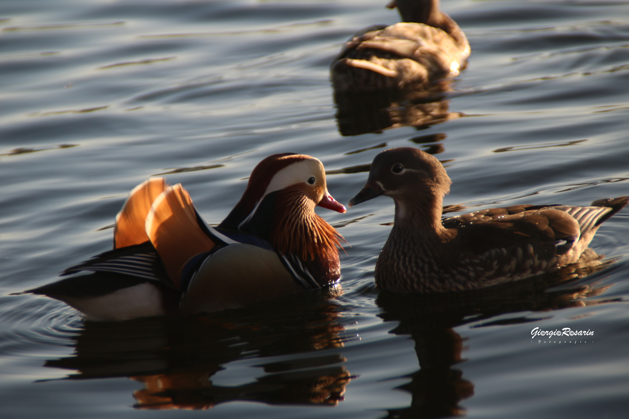 Canon EOS 760D (EOS Rebel T6s / EOS 8000D) sample photo. Could it be love? photography