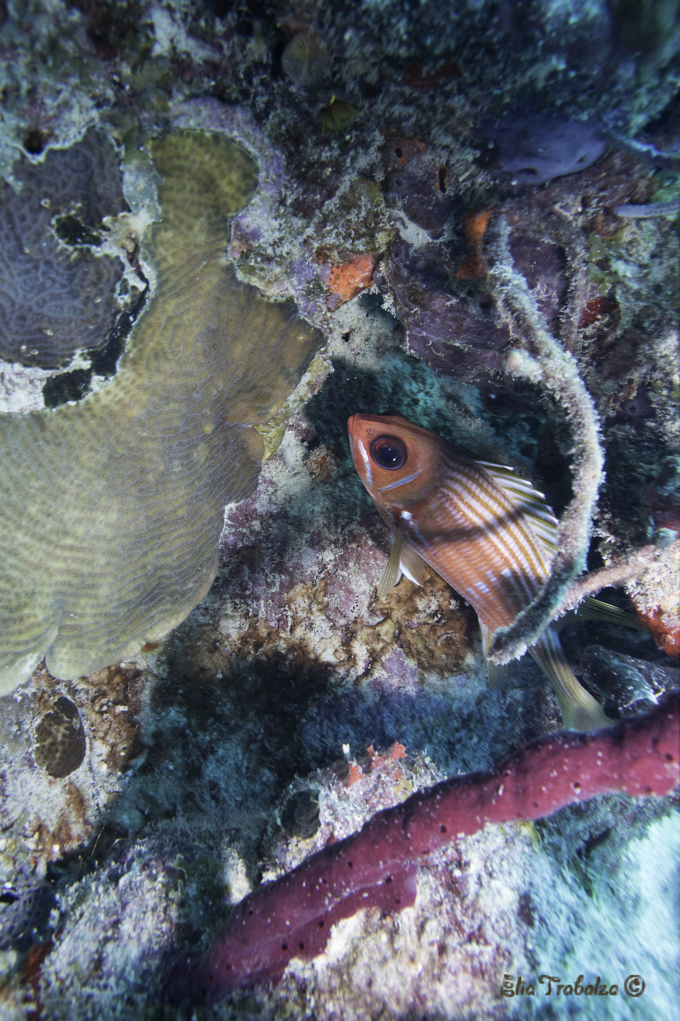 Nikon 1 J4 sample photo. Pesce scoiattolo photography