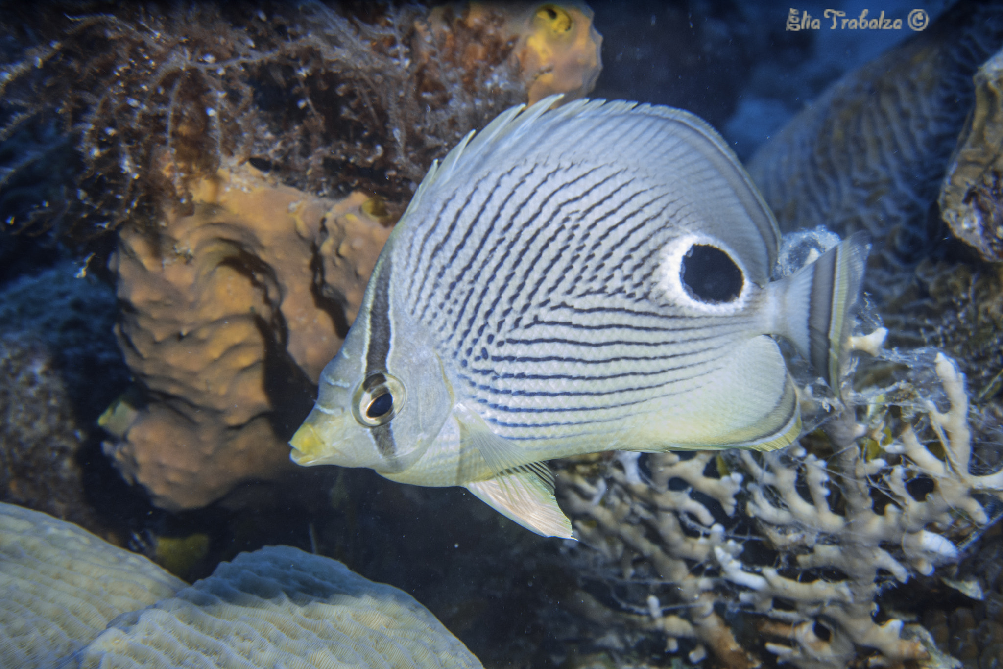 Nikon 1 J4 sample photo. Pesce farfalla photography