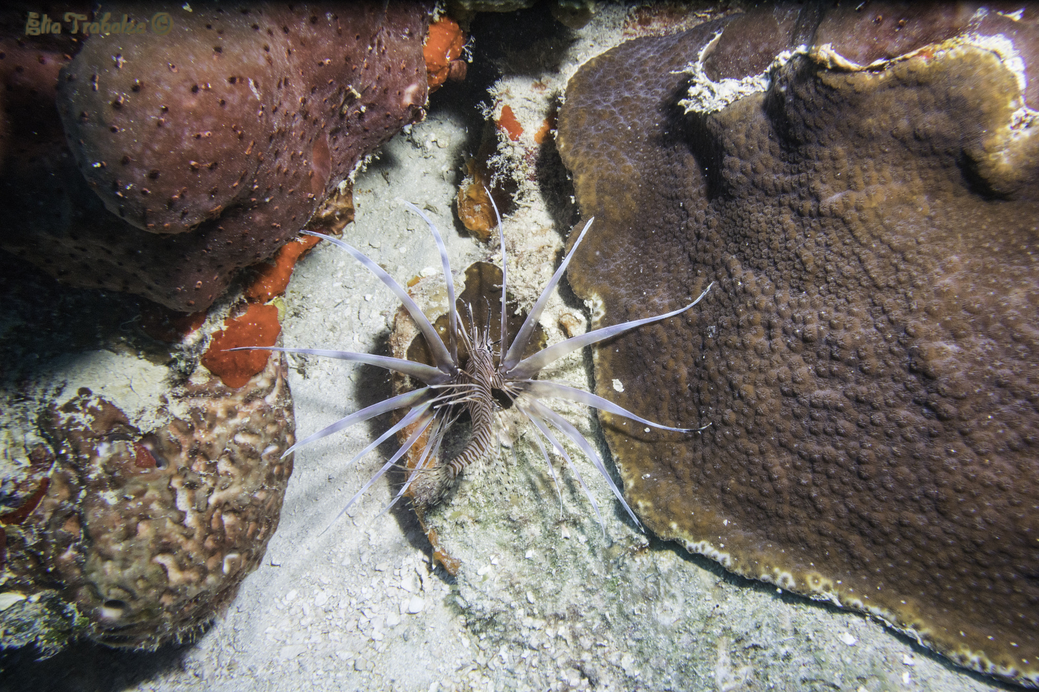 Nikon 1 J4 sample photo. Baby lionfish photography