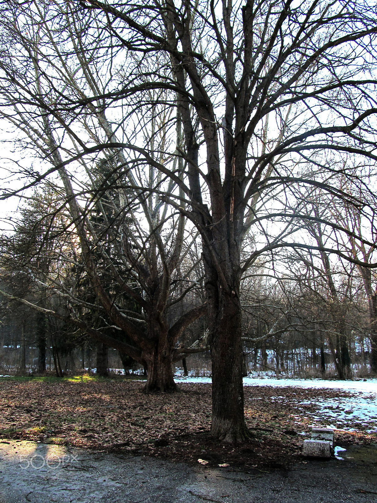 Canon EF 70-200mm F4L USM sample photo. January in pleven photography