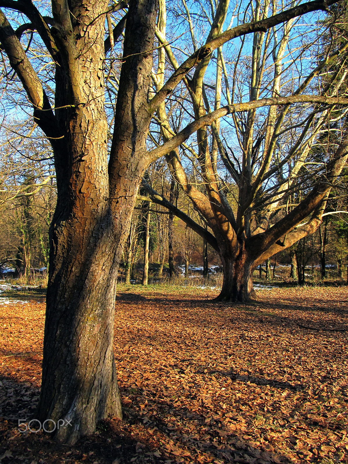 Canon EF 70-200mm F4L USM sample photo. January in pleven photography