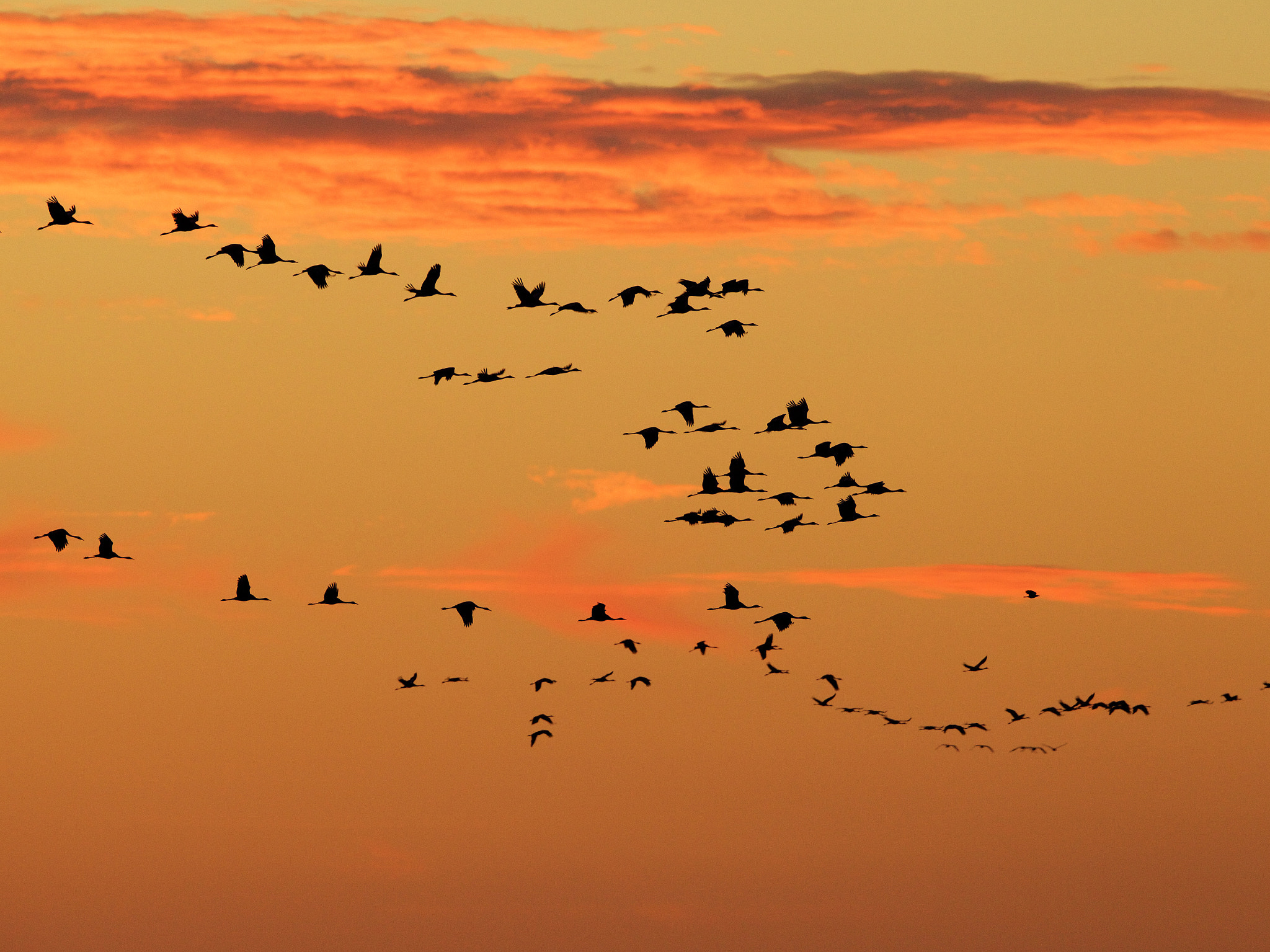 Canon EF 300mm F2.8L IS II USM sample photo. Migration grues lac du der photography