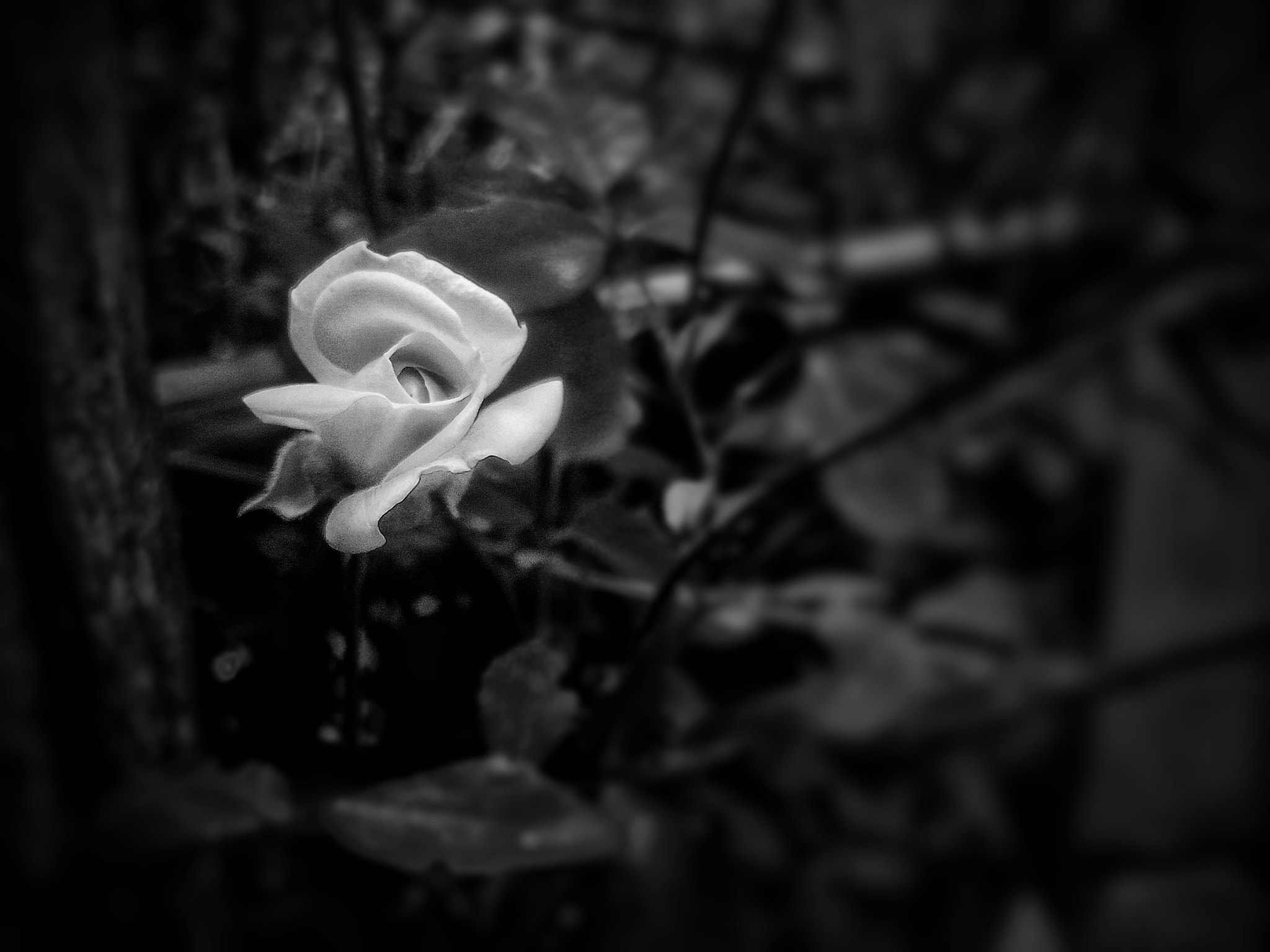 Motorola RAZR D1 sample photo. Luz en la noche  photography