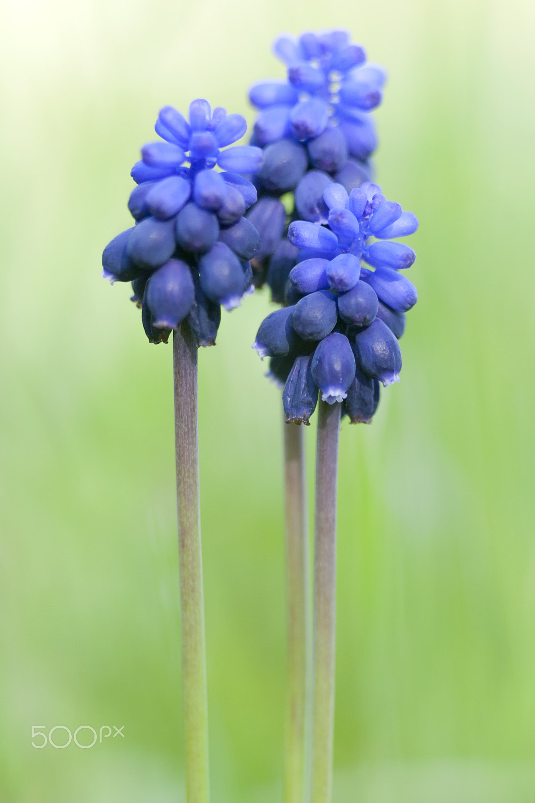 Canon EF 100mm F2.8 Macro USM sample photo. 20160220 doñana - 369 photography