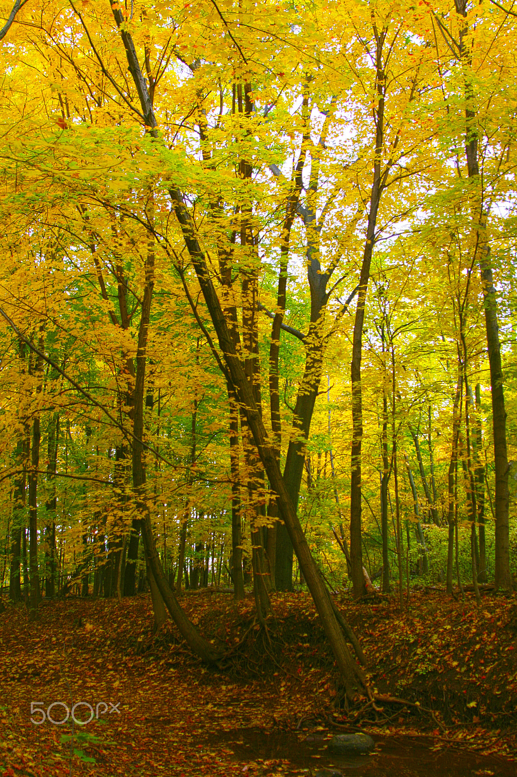 Canon EF 28-105mm f/3.5-4.5 USM sample photo. Fall leaves – trees–4 photography