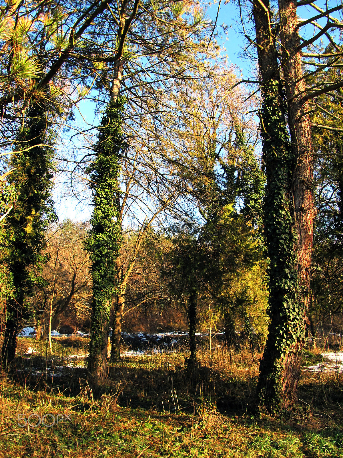 Canon EF 70-200mm F4L USM sample photo. January in pleven photography