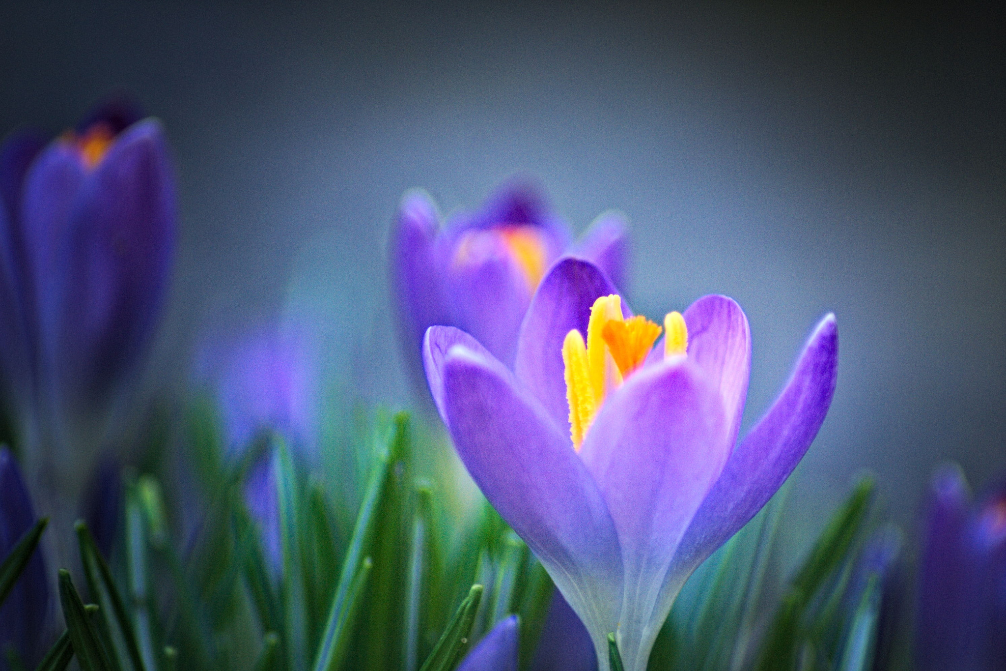 Pentax K10D sample photo. Crocus photography