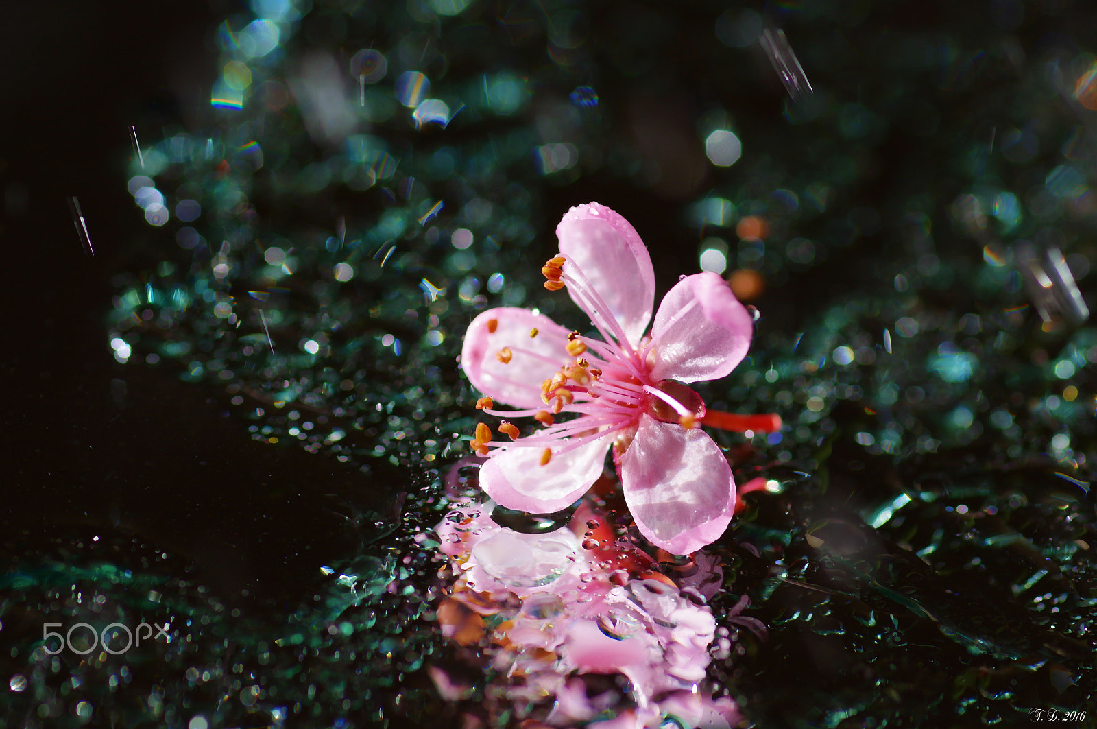 Pentax smc D-FA 100mm F2.8 macro sample photo. Precious little diamonds photography