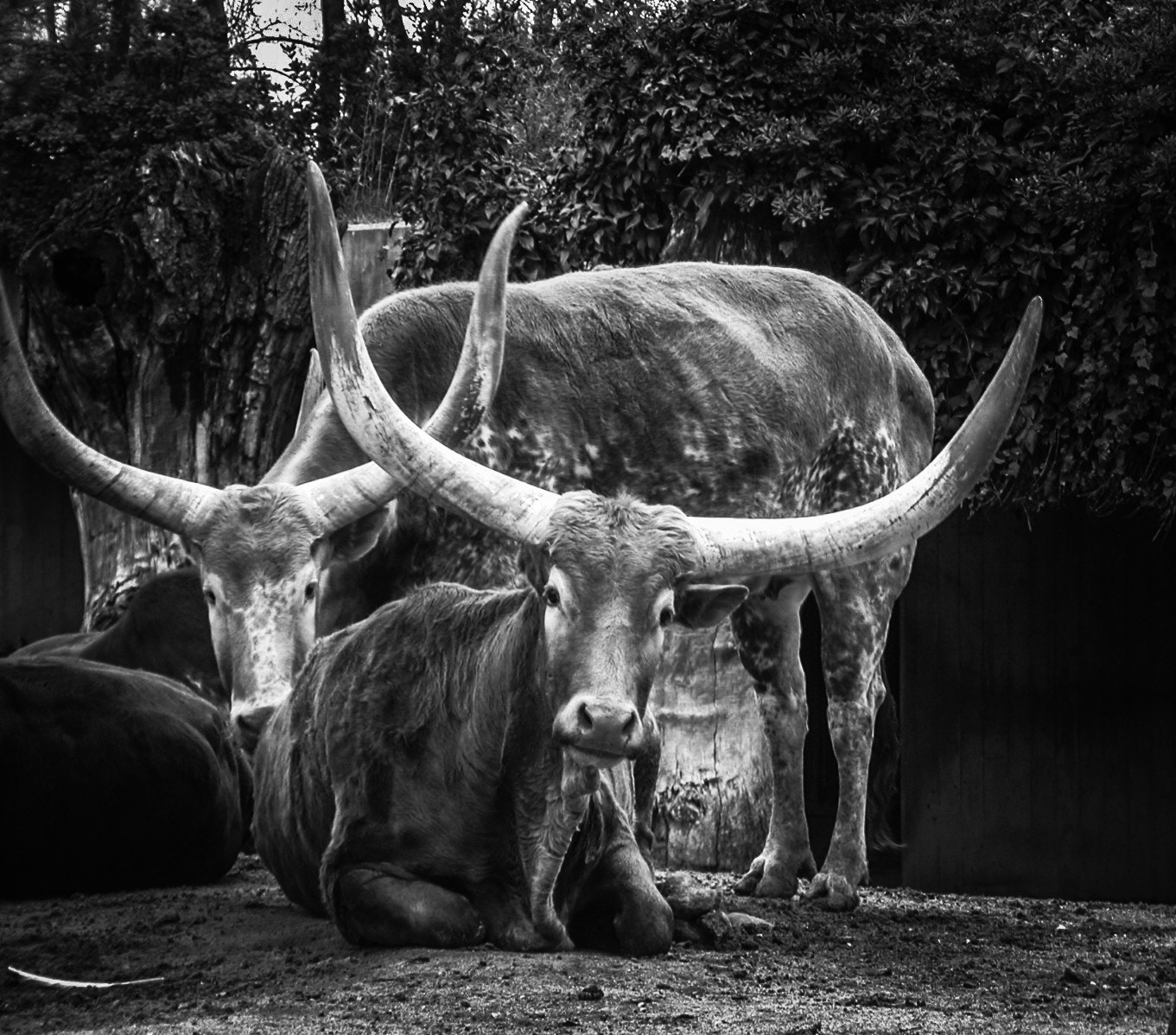 Nikon E995 sample photo. Longhorn photography