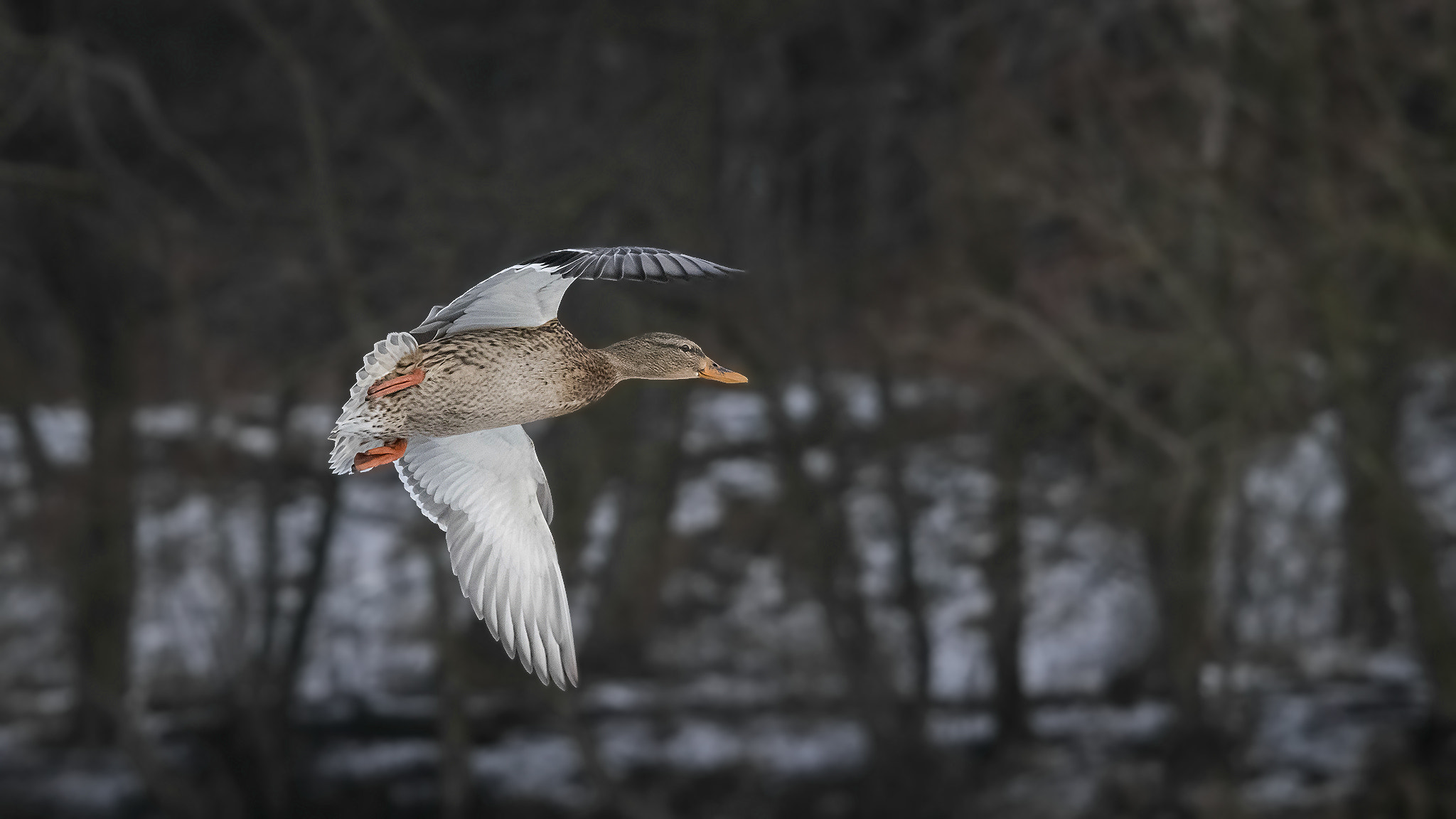 Sigma 150-500mm F5-6.3 DG OS HSM sample photo. . photography