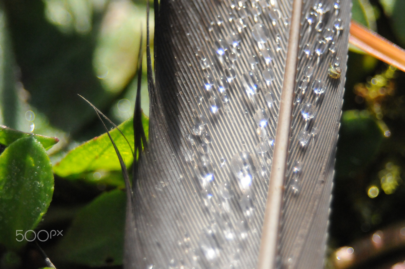 AF Zoom-Nikkor 35-80mm f/4-5.6D sample photo. [] photography