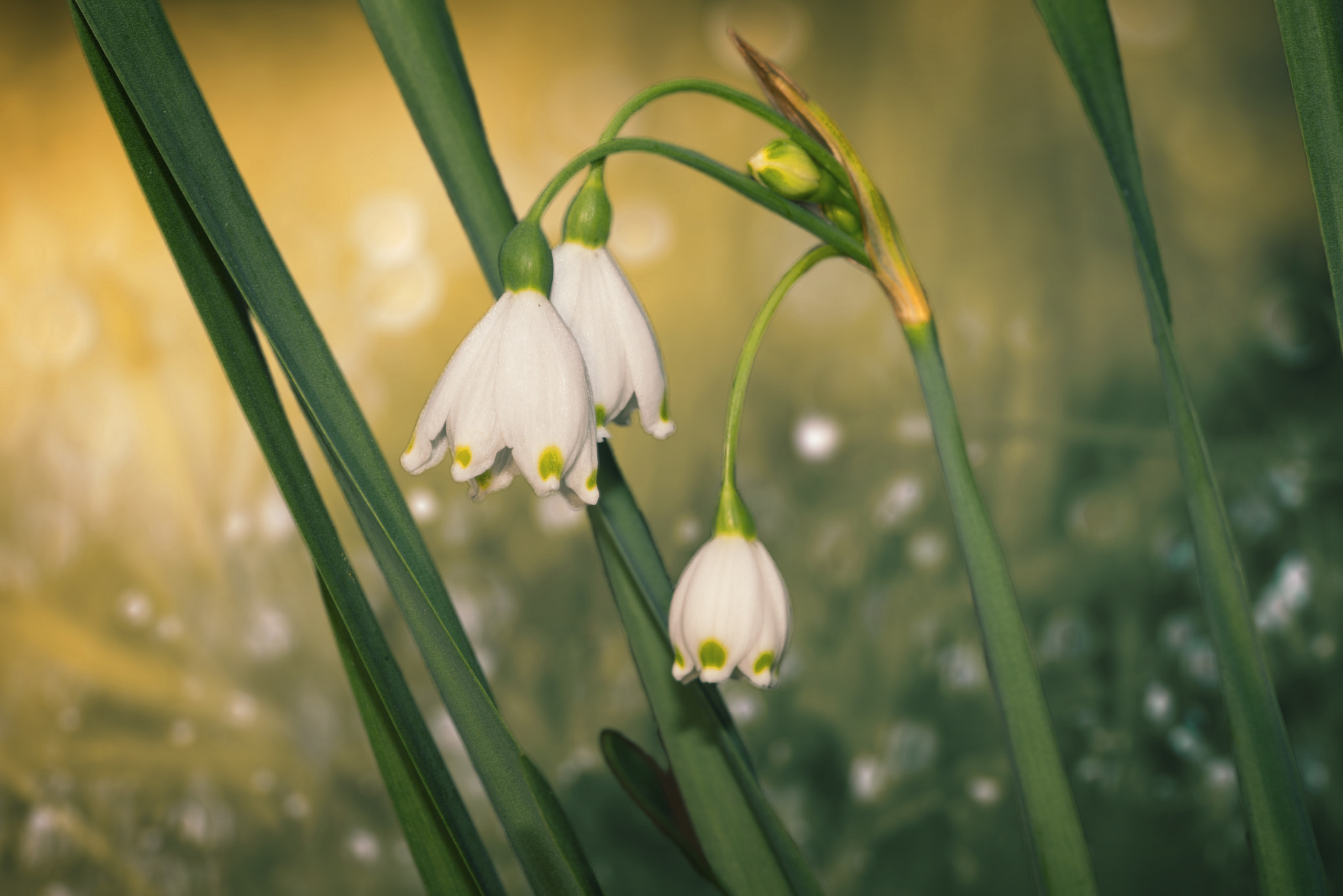 Nikon D600 + Nikon AF Micro-Nikkor 200mm F4D ED-IF sample photo. Spring morning photography